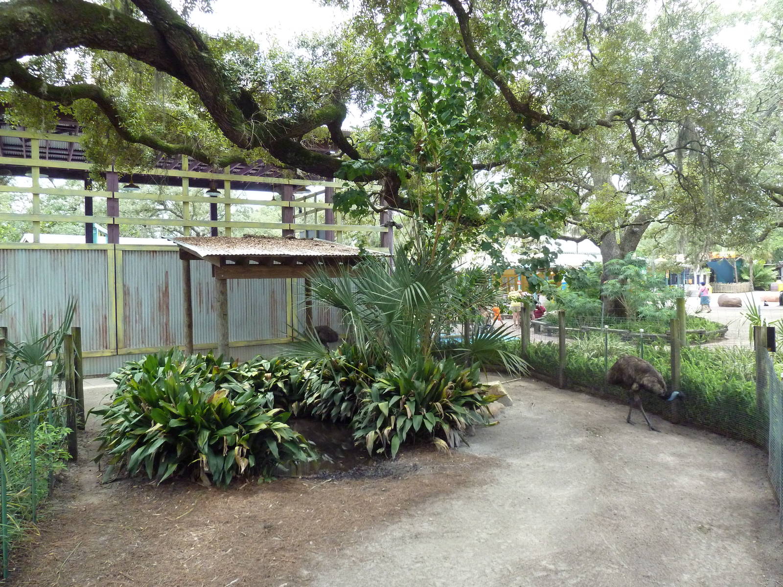 Wallaroo Station - Emu Exhibit