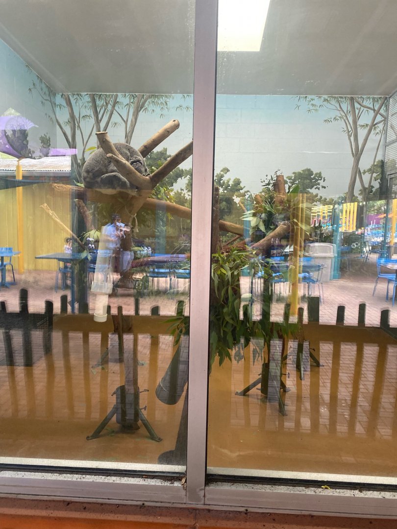 Wallaroo Station- Koala Indoor Exhibit