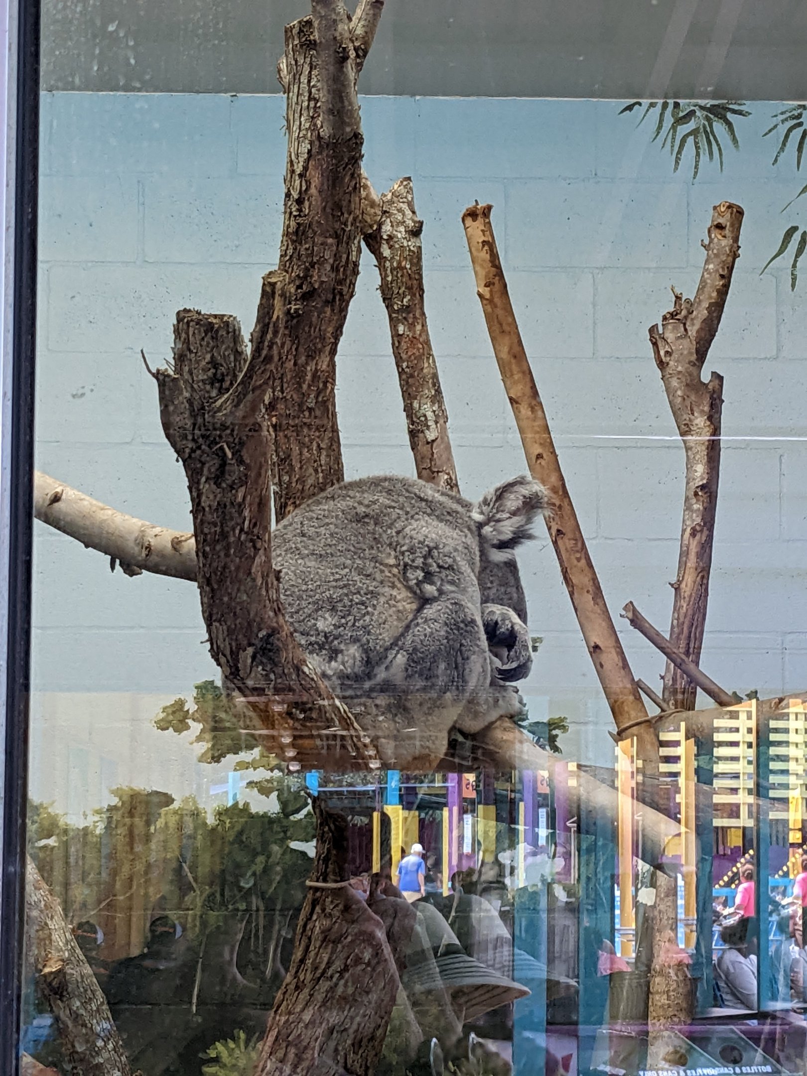 Wallaroo Station - Koala