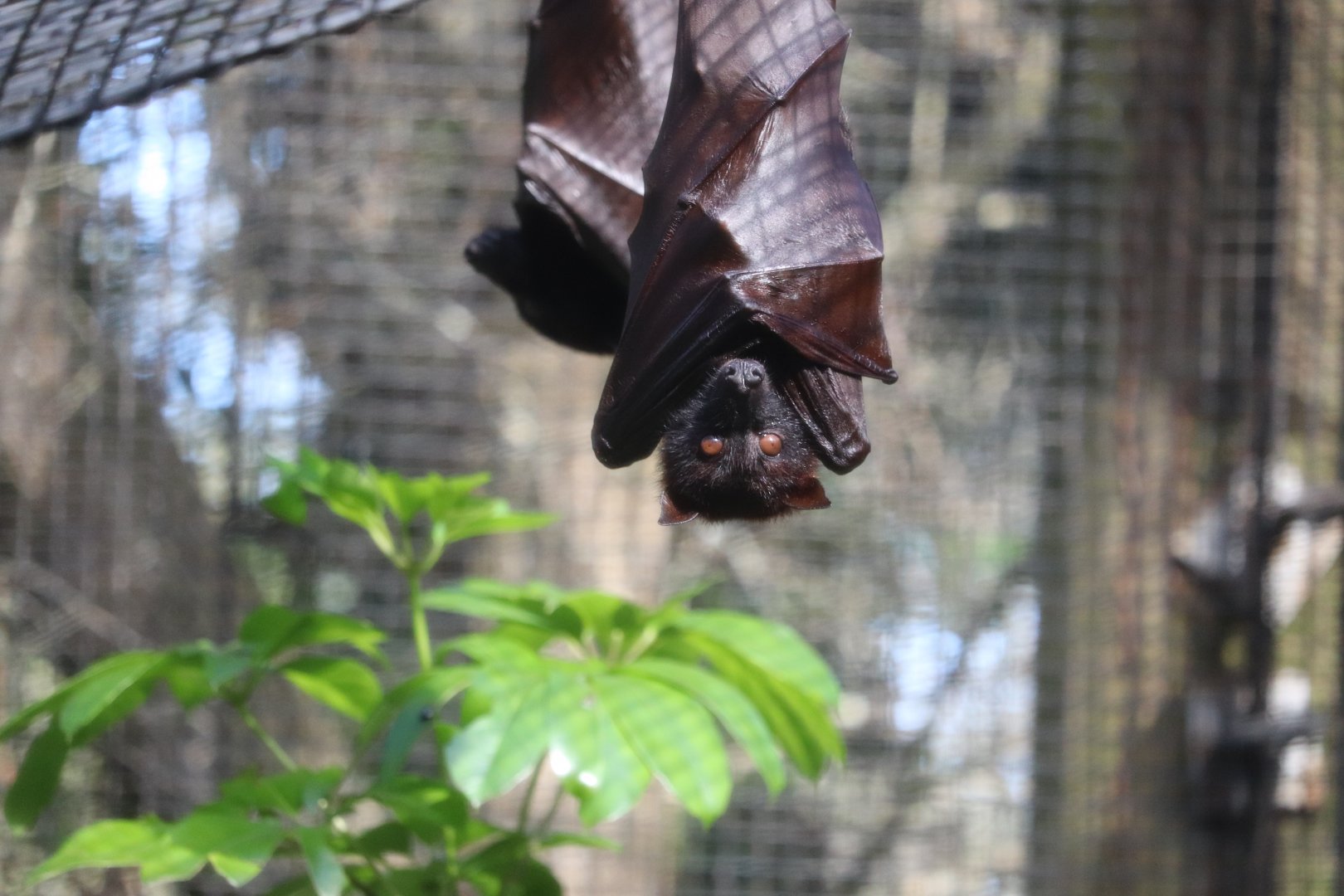 Wallaroo Station - Malayan Flying Fox