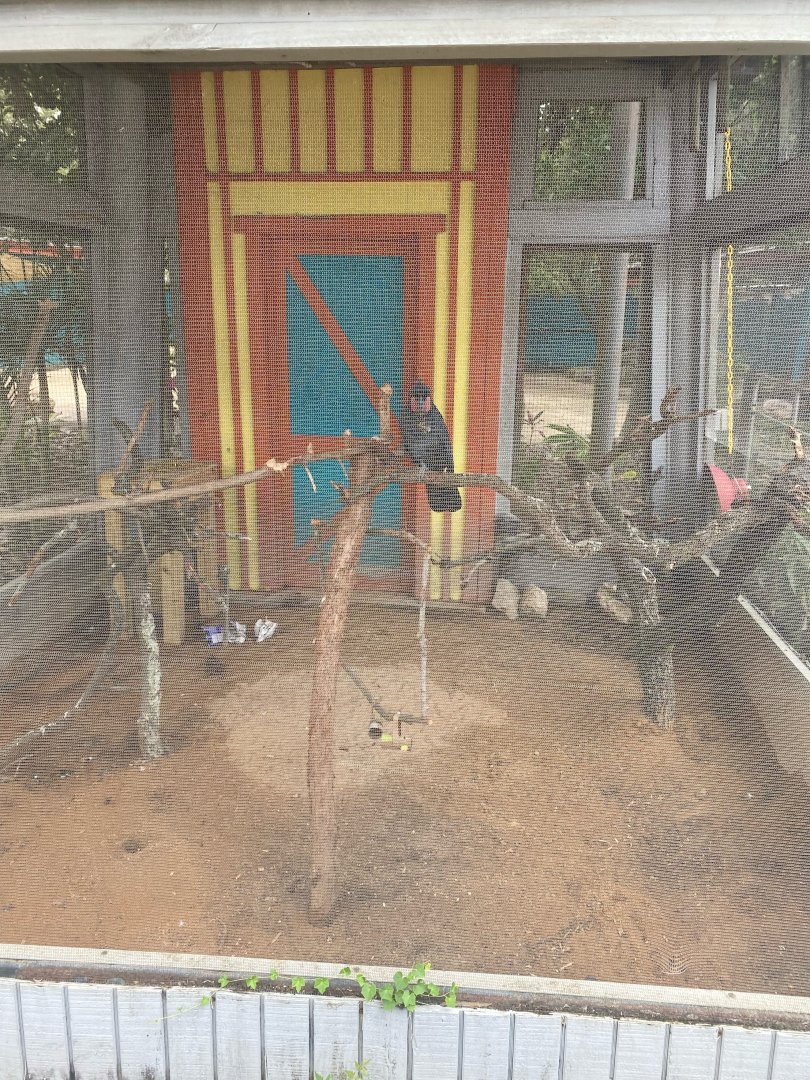 Wallaroo Station- Palm Cockatoo Exhibit