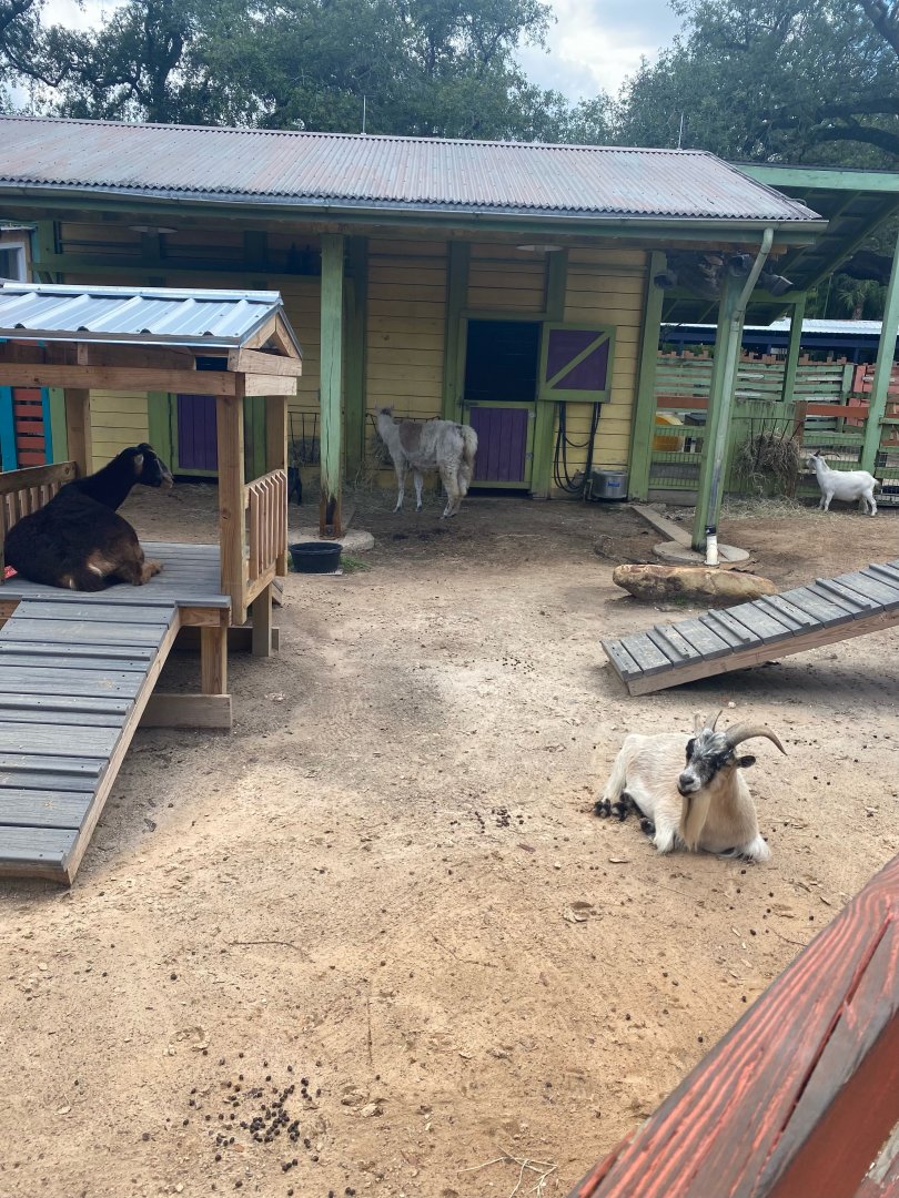 Wallaroo Station- Petting Farm