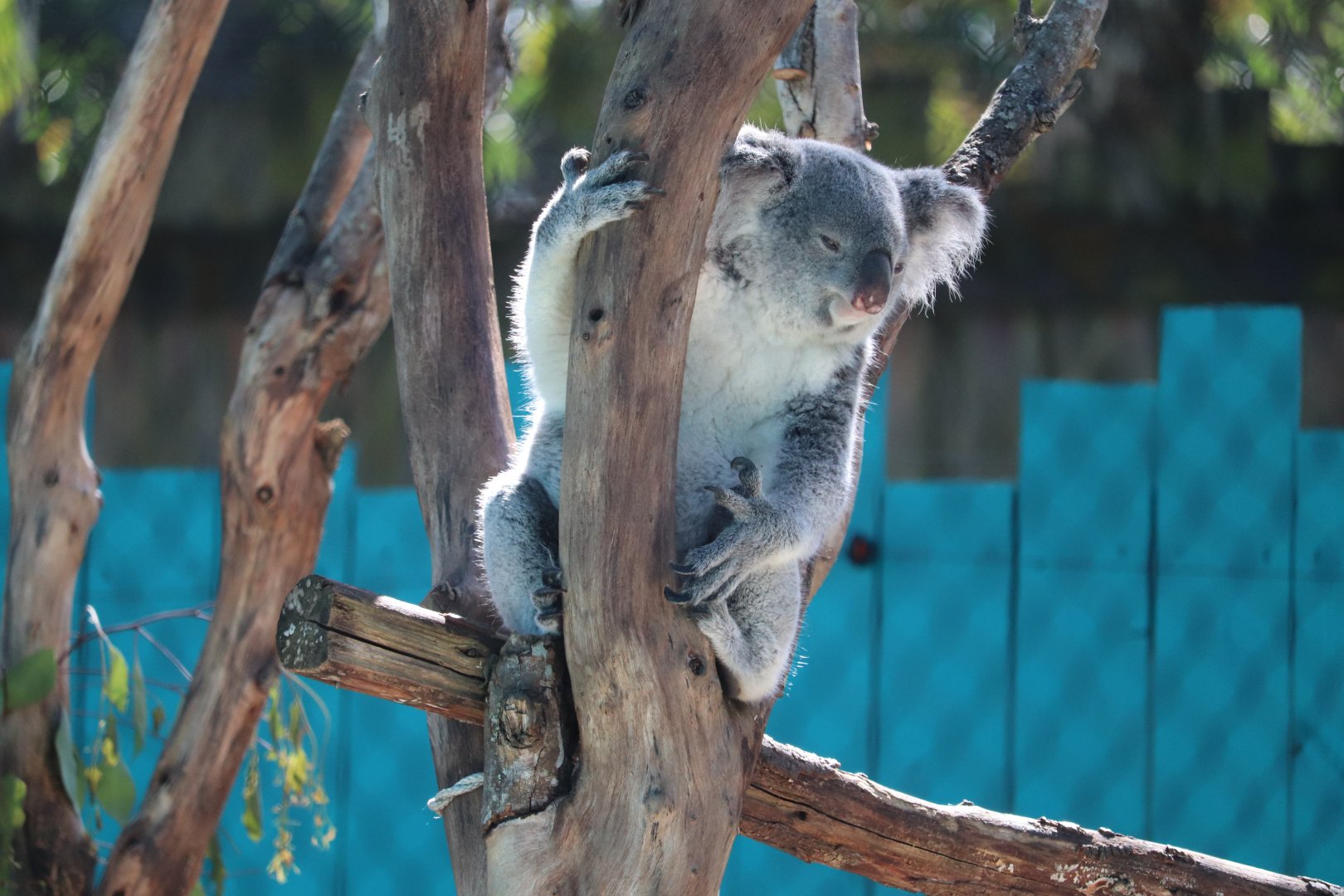 Wallaroo Station - Queensland Koala