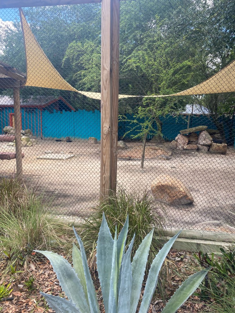 Wallaroo Station- Yellow-footed Rock Wallaby Exhibit