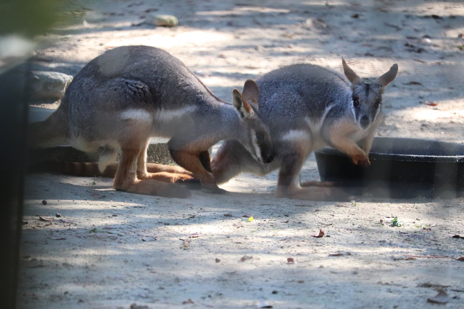 Wallaroo Station - Yellow-Footed Rock-Wallaby