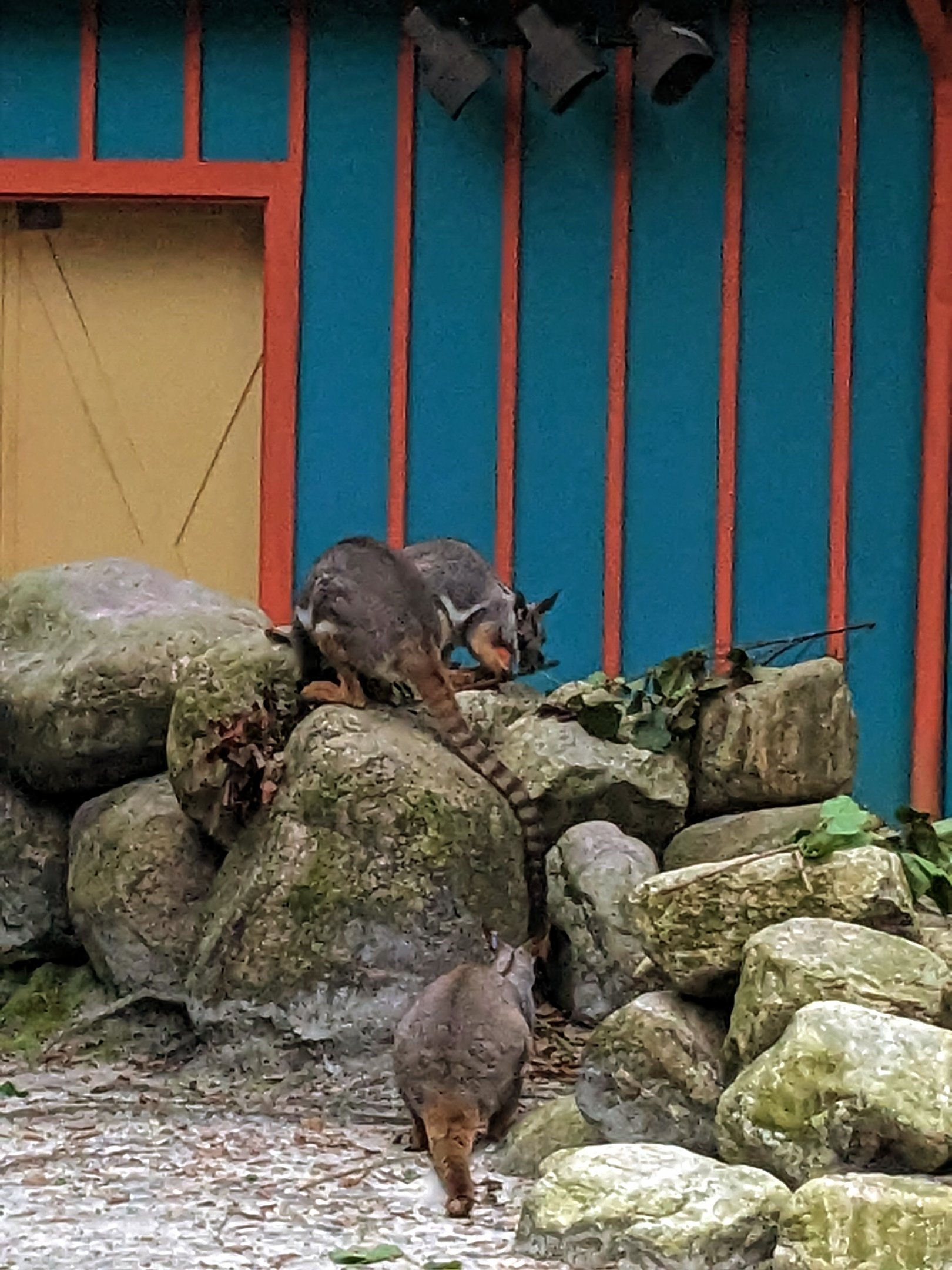 Wallaroo Station - Yellow footed rock wallaby