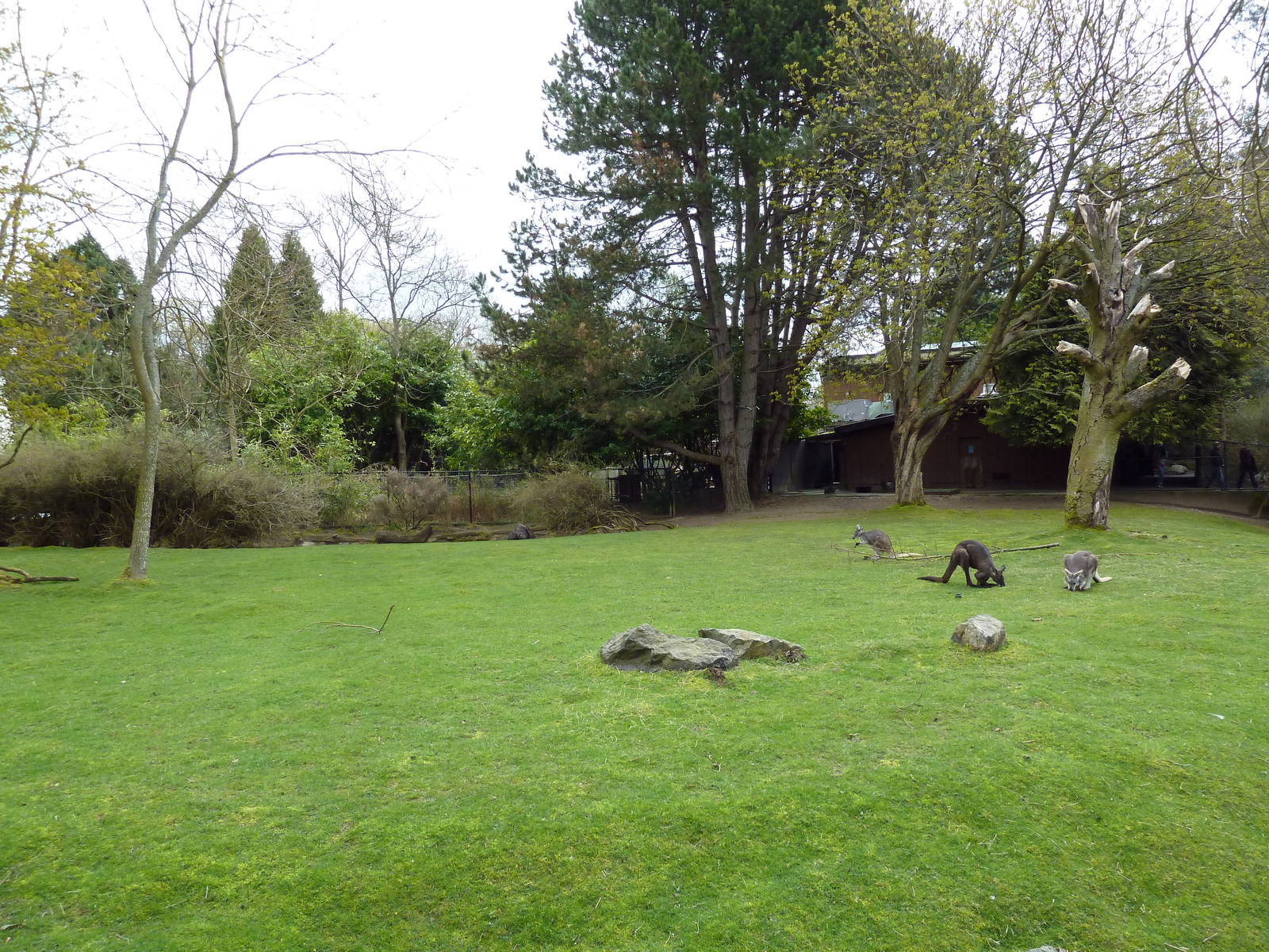 Wallaroo/Wallaby/Emu Exhibit