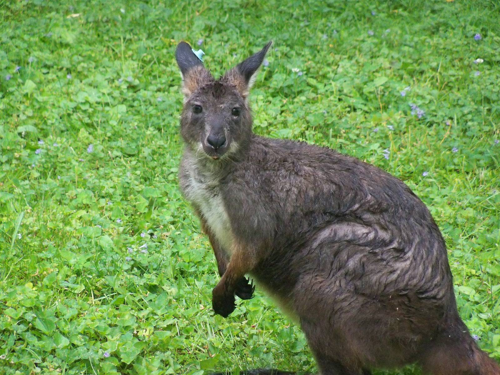 Wallaroo