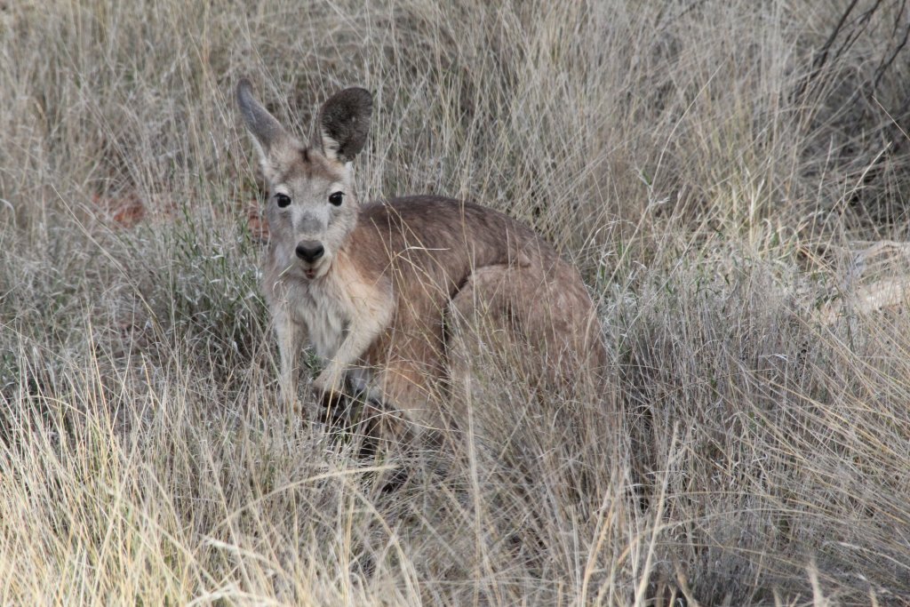 Wallaroo