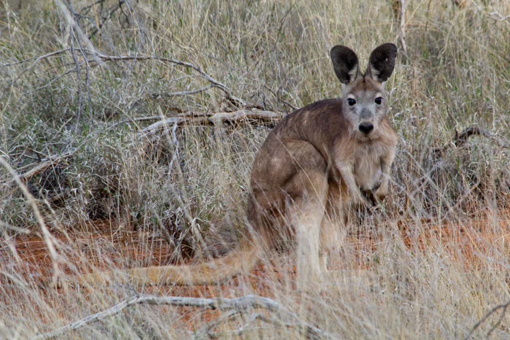 Wallaroo