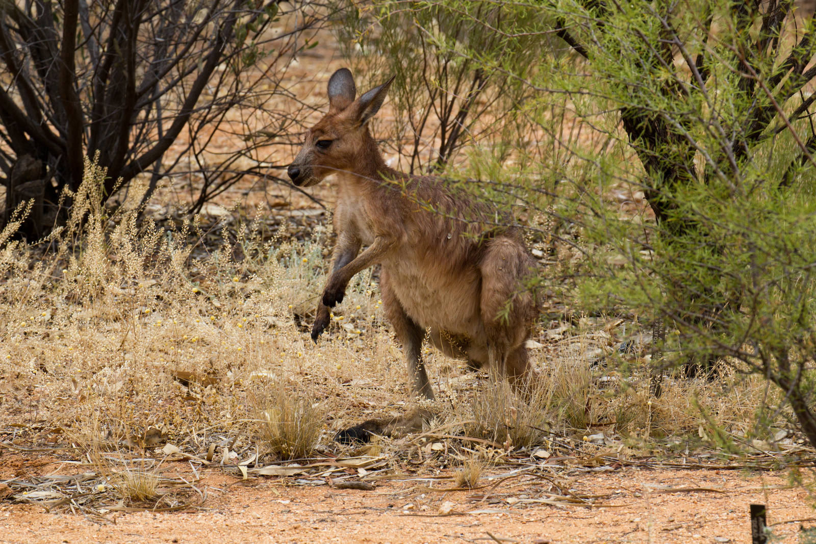 Wallaroo