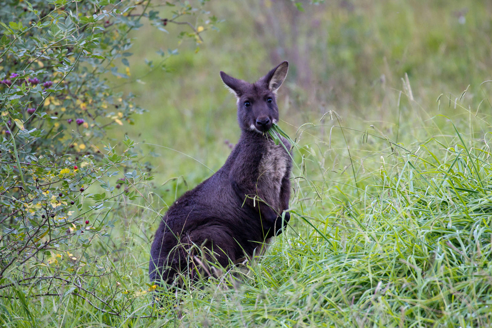 Wallaroo