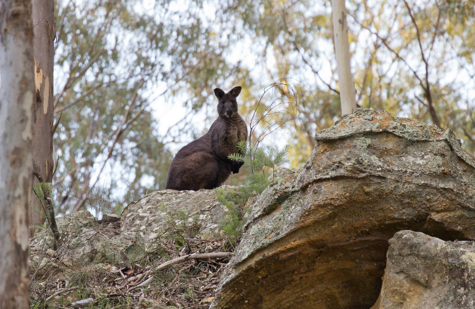 Wallaroo