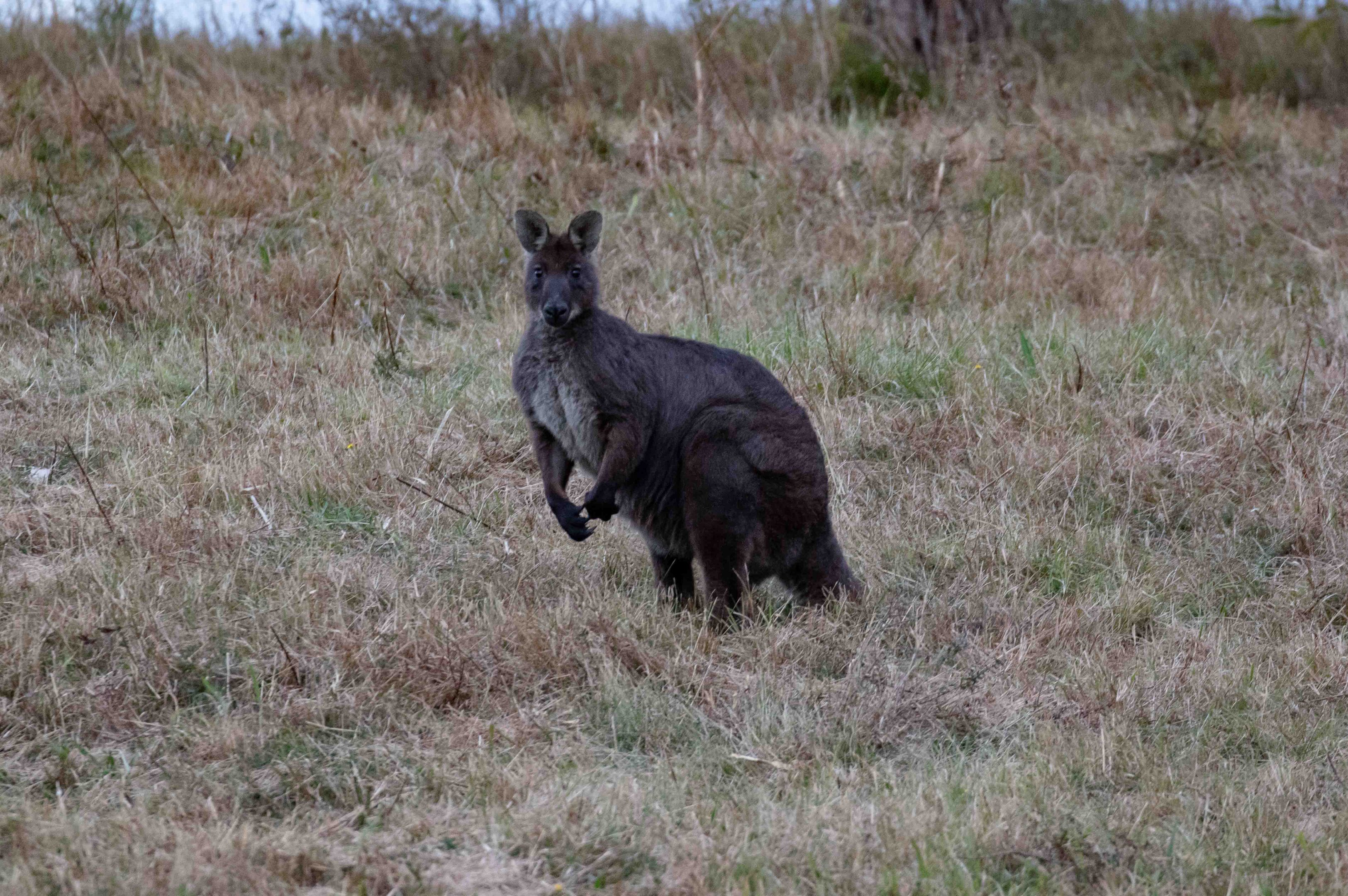 Wallaroo