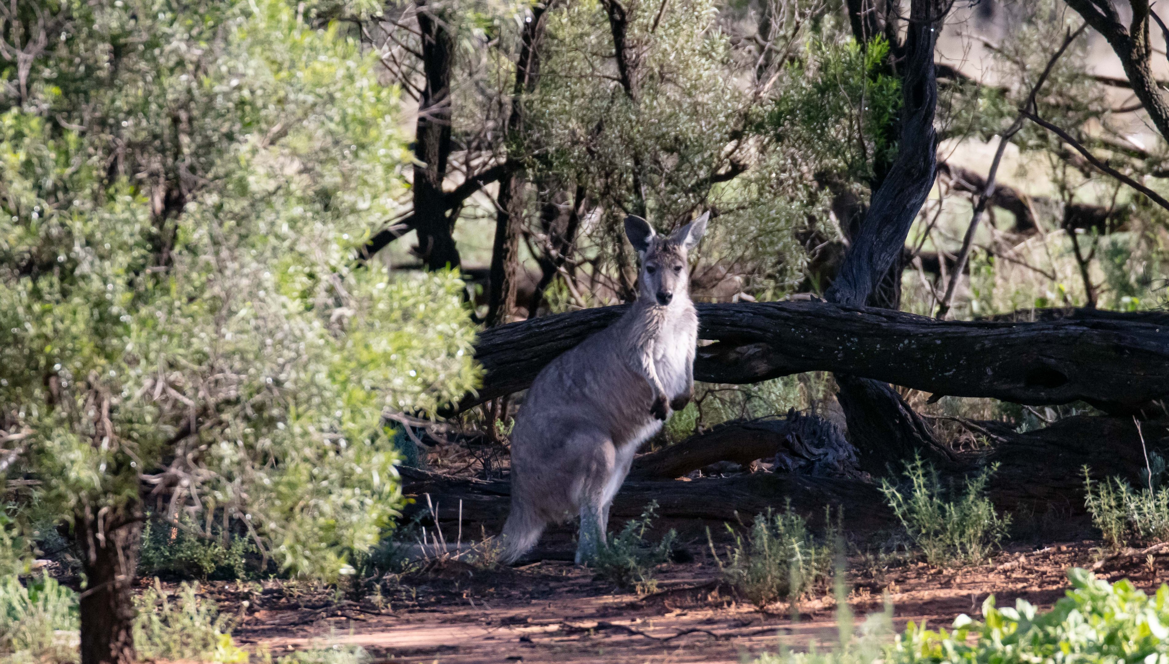 Wallaroo