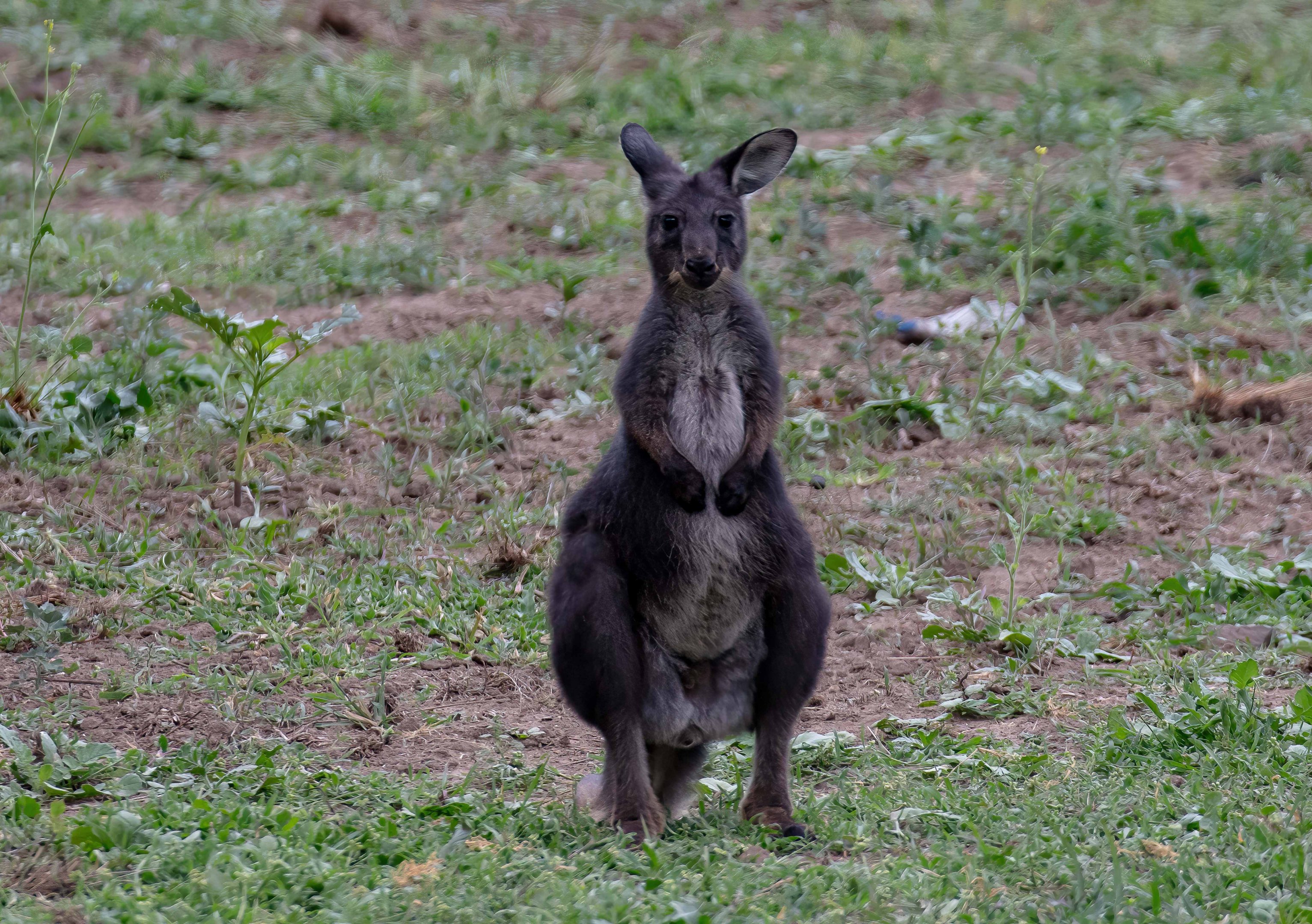 Wallaroo