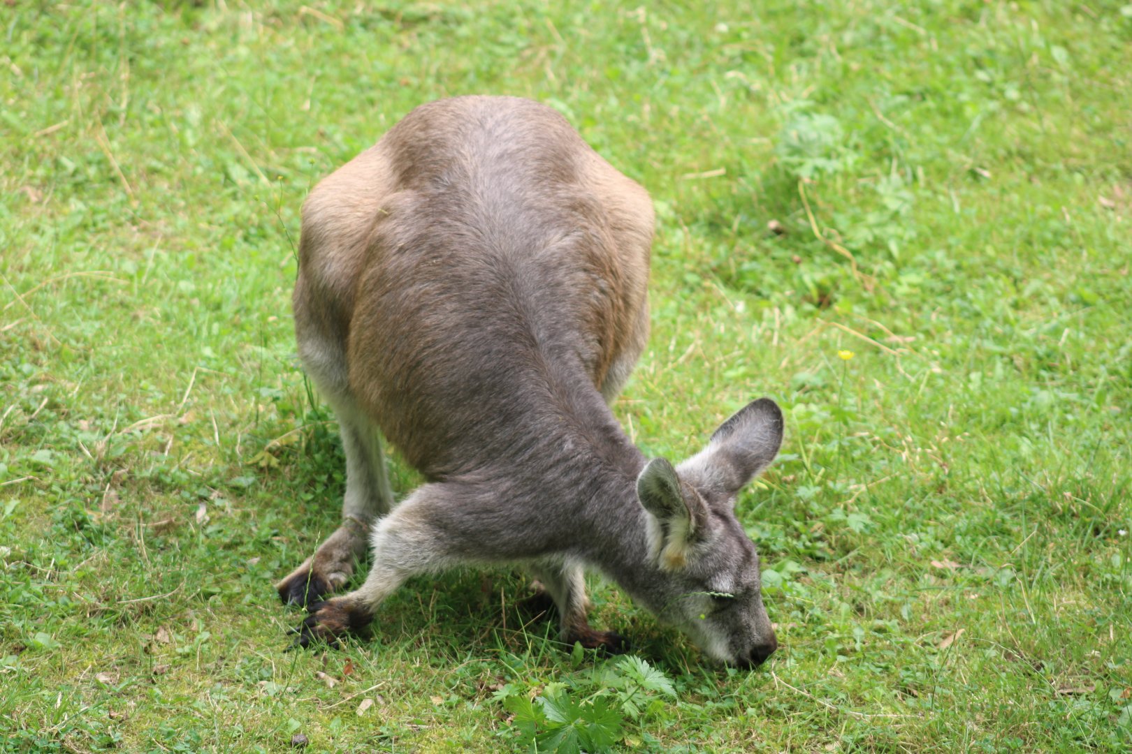 Wallaroo