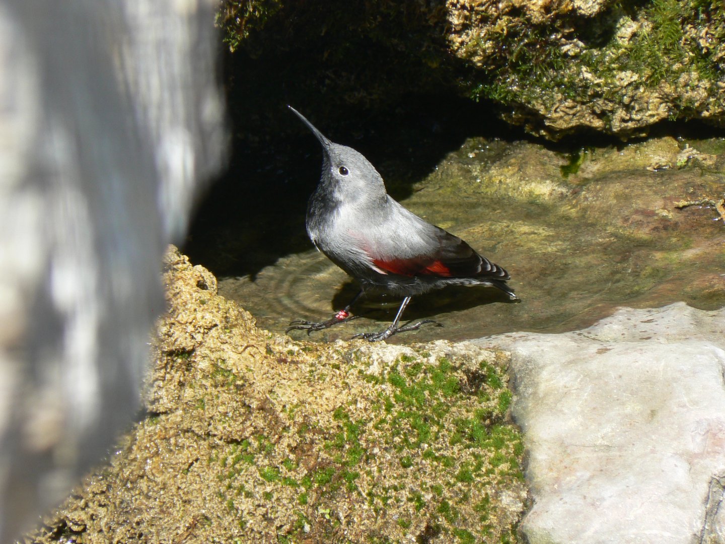 Wallcreeper - 4 June 2019