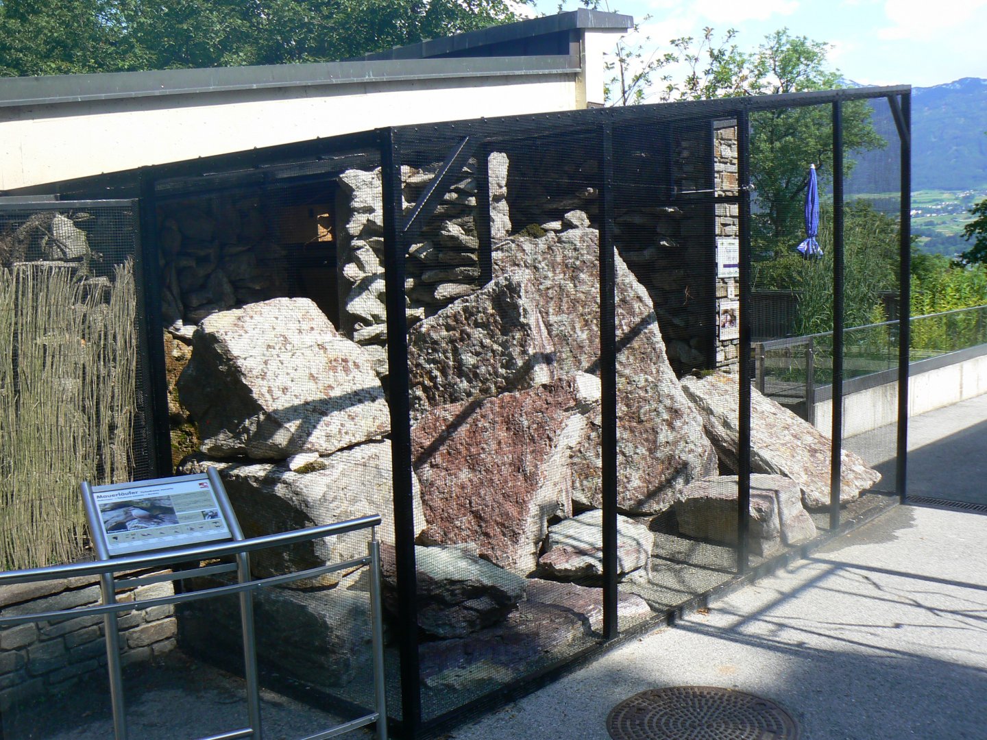 Wallcreeper Aviary - 4 June 2019