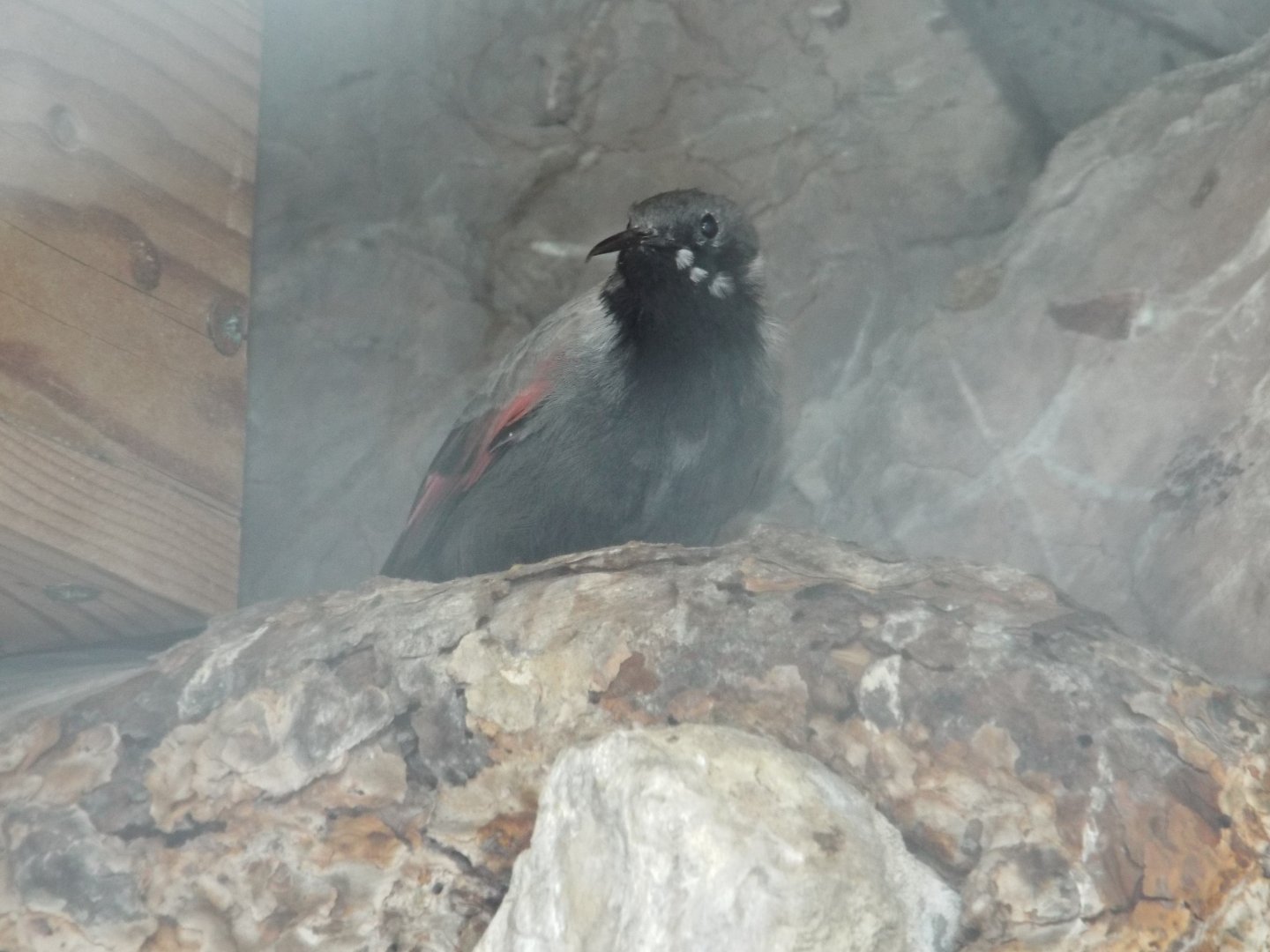 Wallcreeper (Tichodroma muraria) at Alpenzoo Innsbruck - April 11 2015