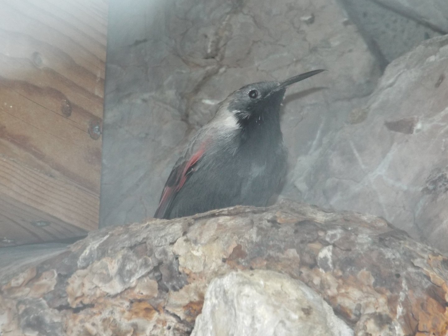 Wallcreeper (Tichodroma muraria) at Alpenzoo Innsbruck - April 11 2015