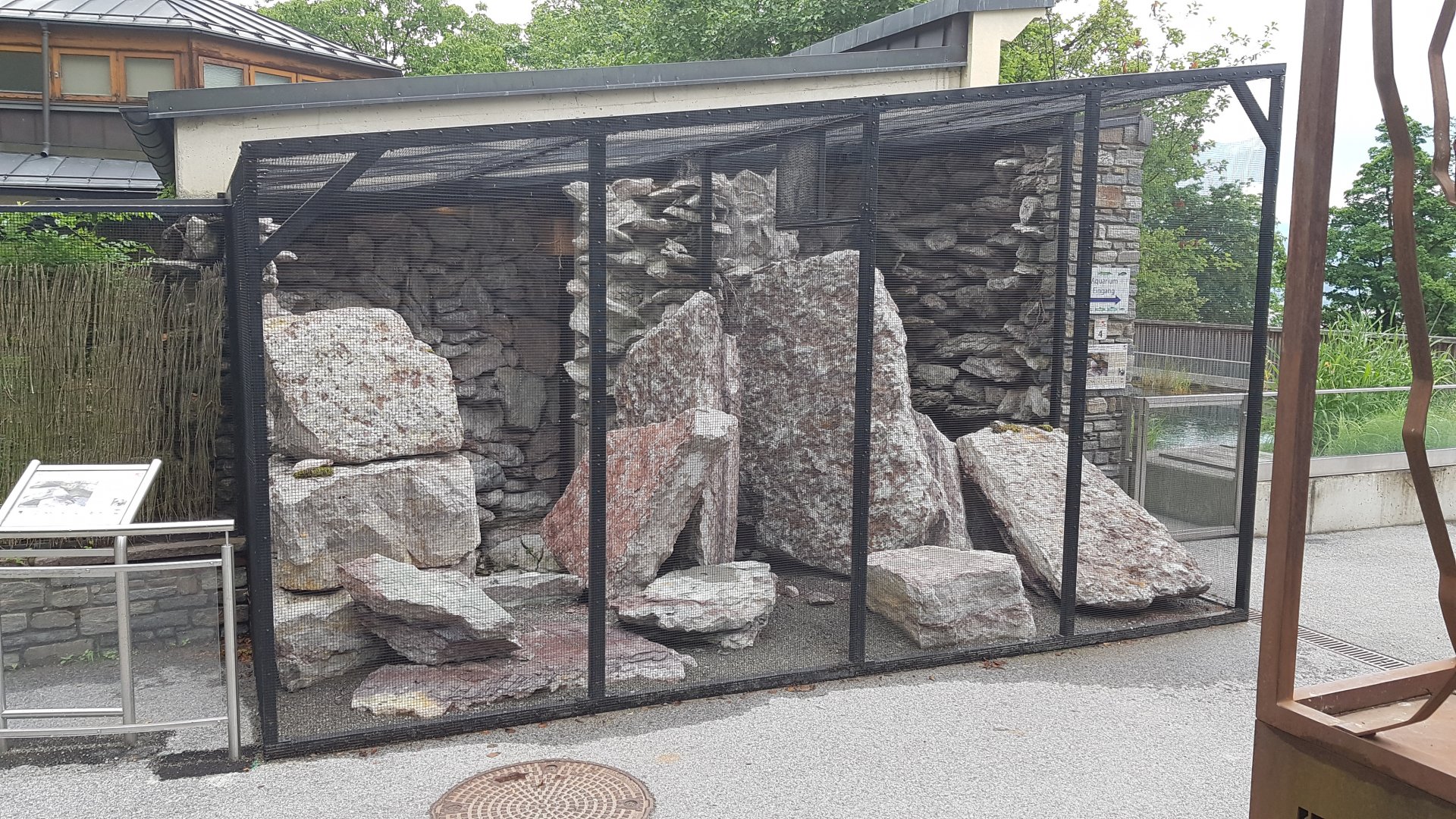 Wallcreeper (Tichodroma muraria) aviary