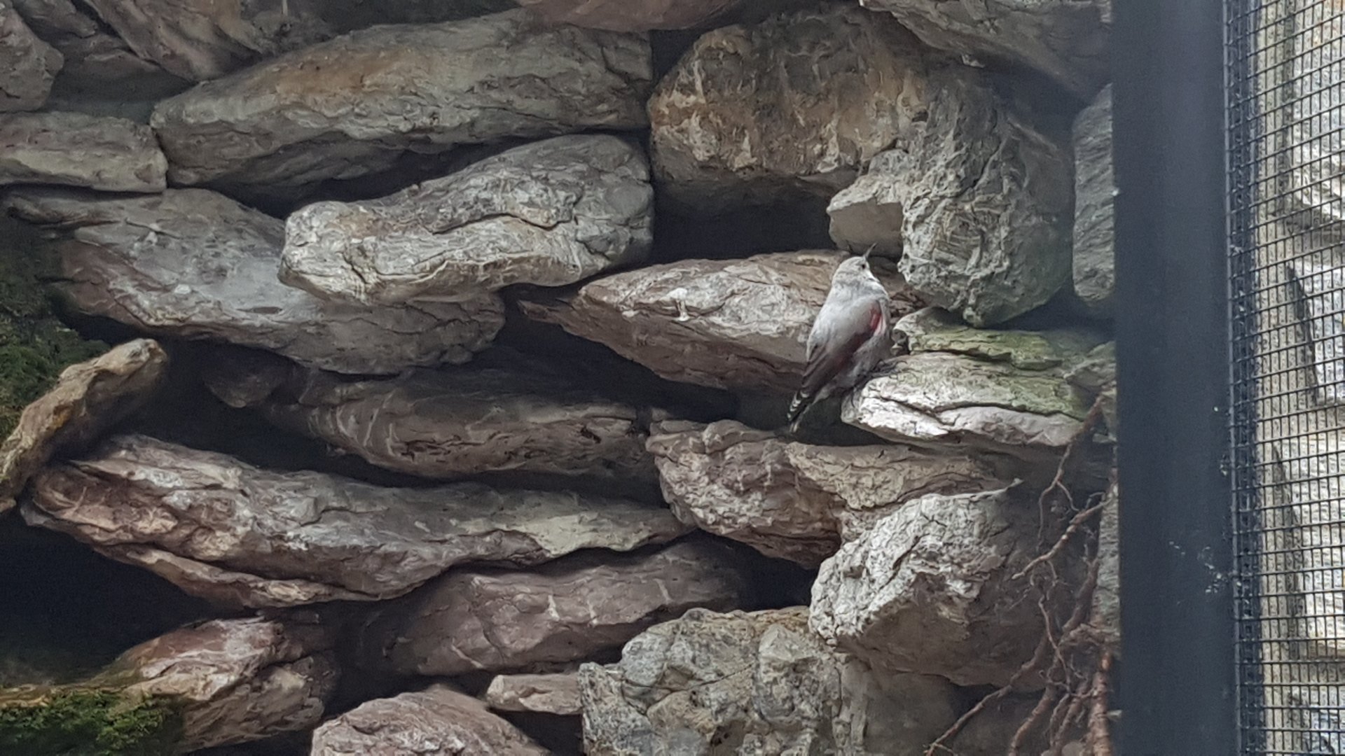 Wallcreeper (Tichodroma muraria)