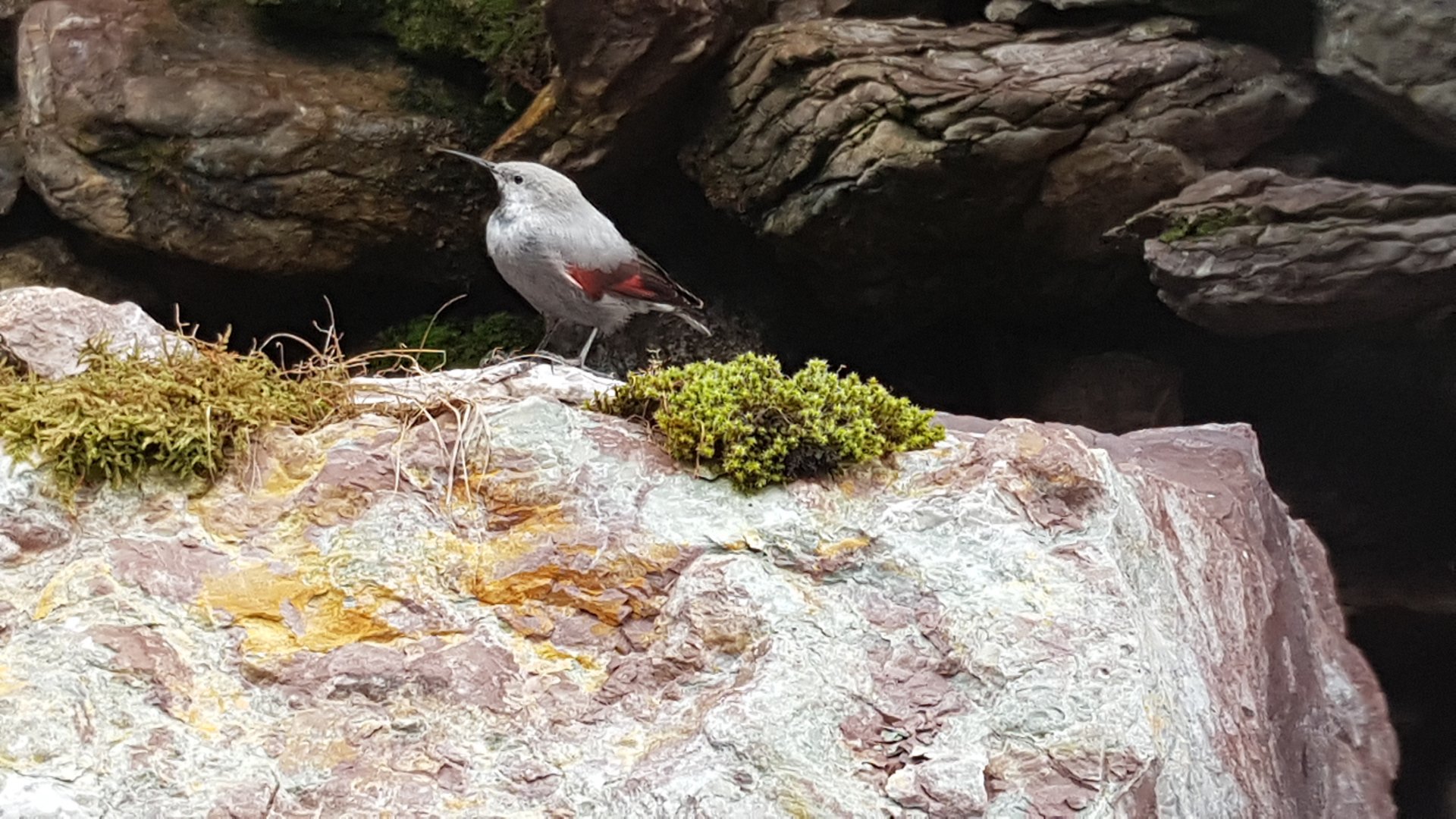 Wallcreeper (Tichodroma muraria)