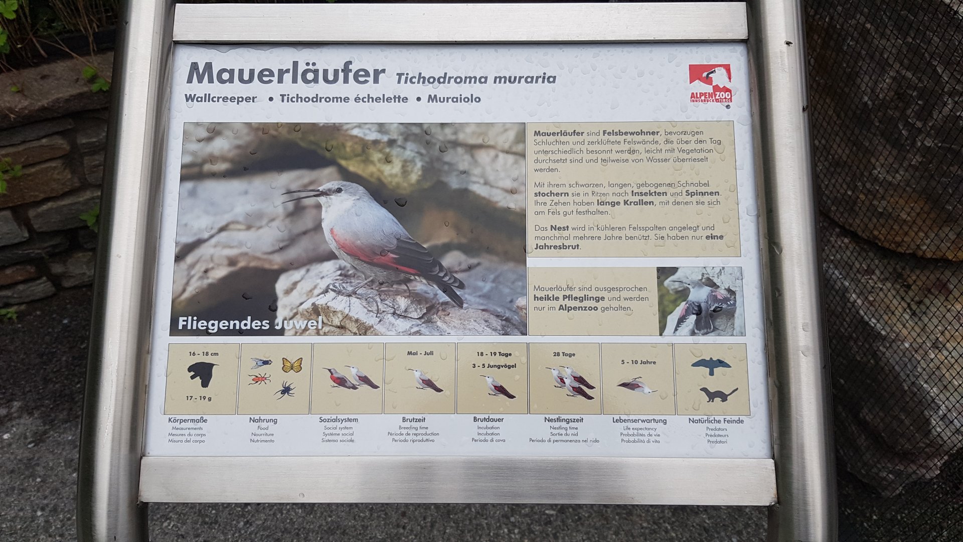 Wallcreeper (Tichodroma muraria)