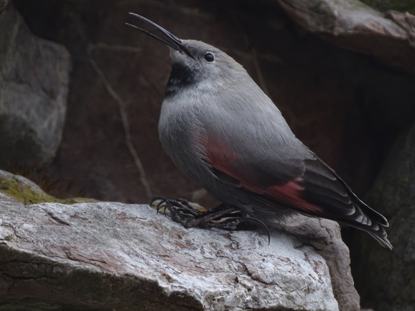 Wallcreeper (Tichodroma muraria)