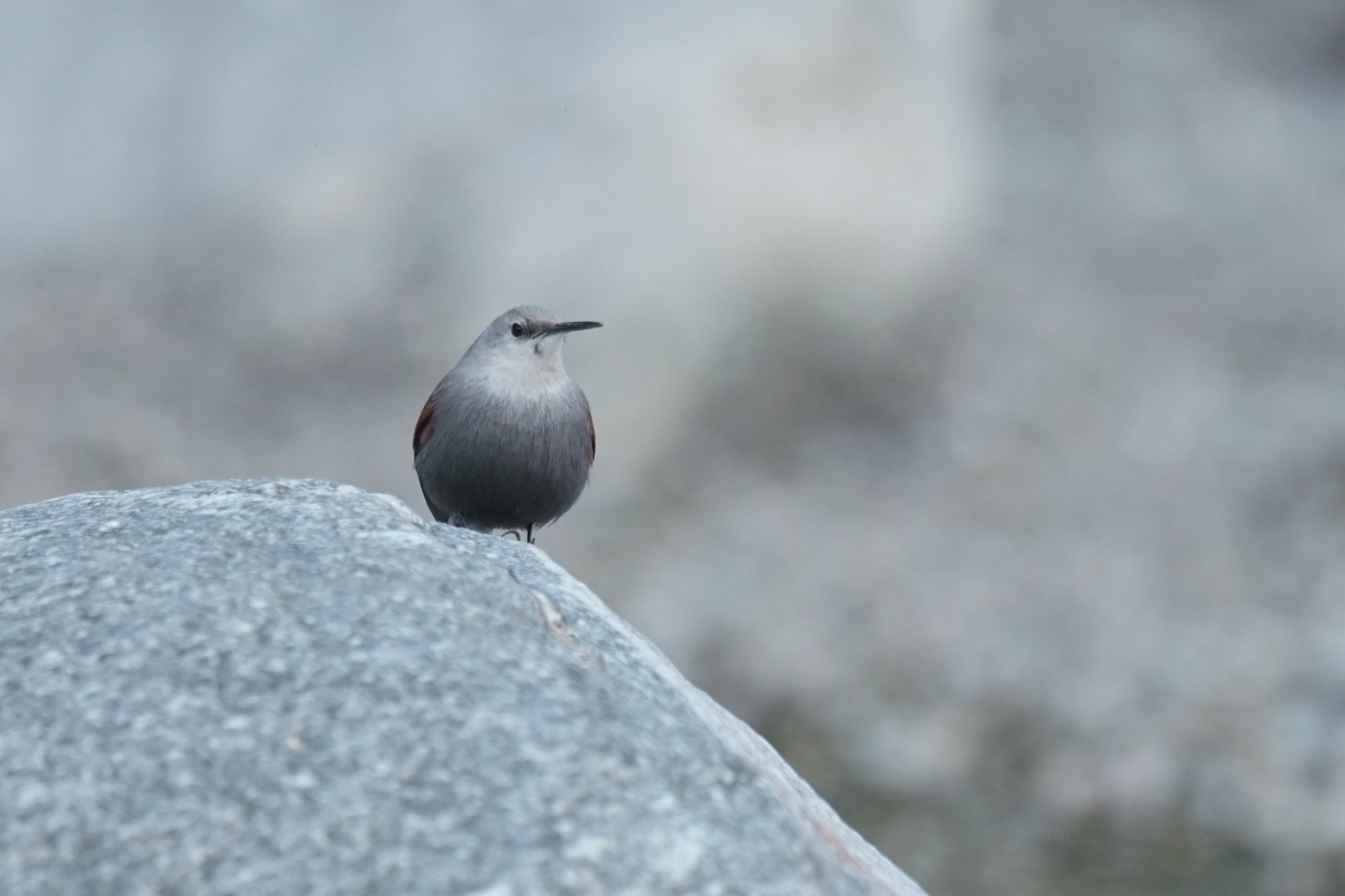 Wallcreeper Tichodroma muraria