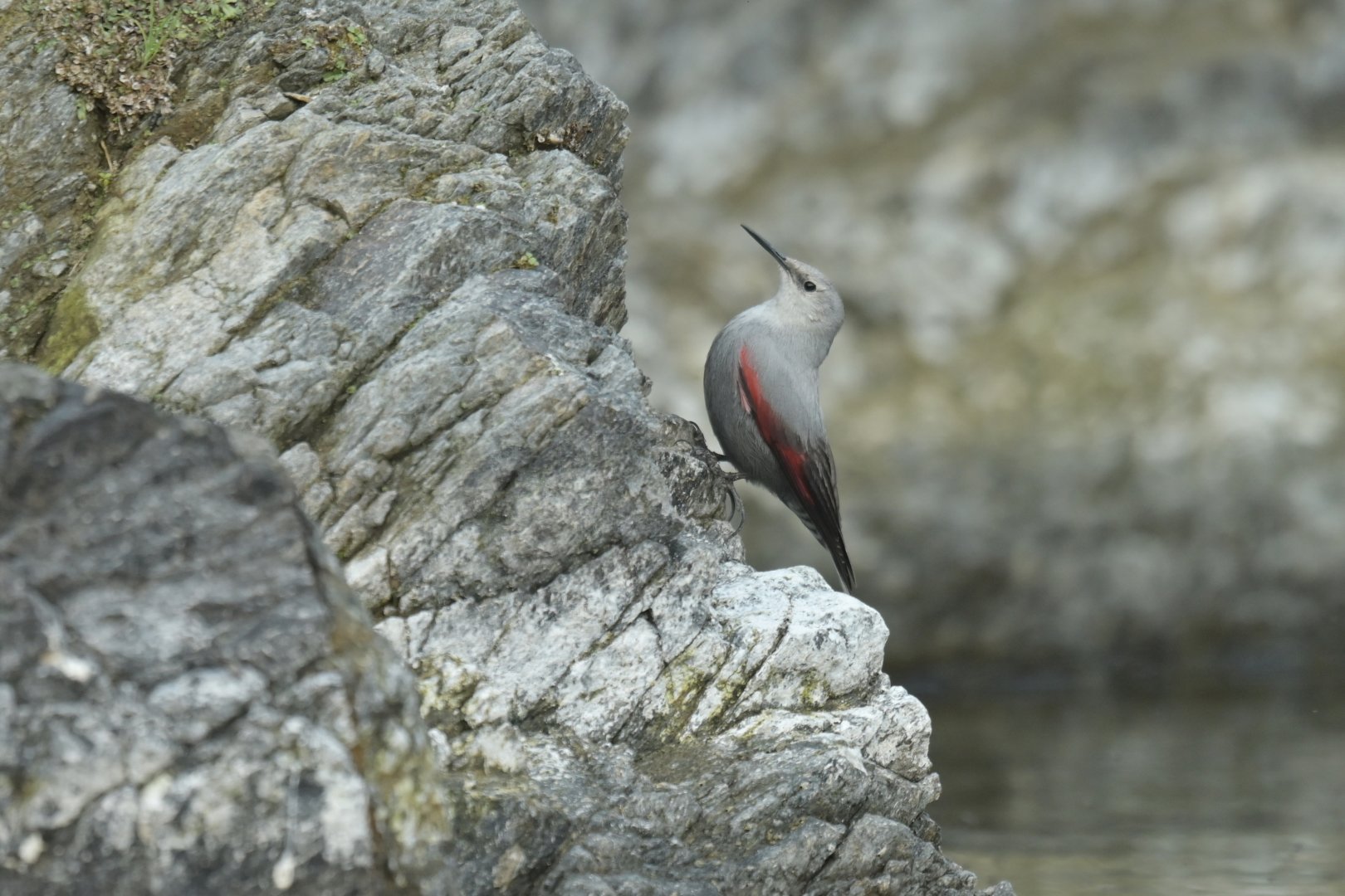 Wallcreeper Tichodroma muraria