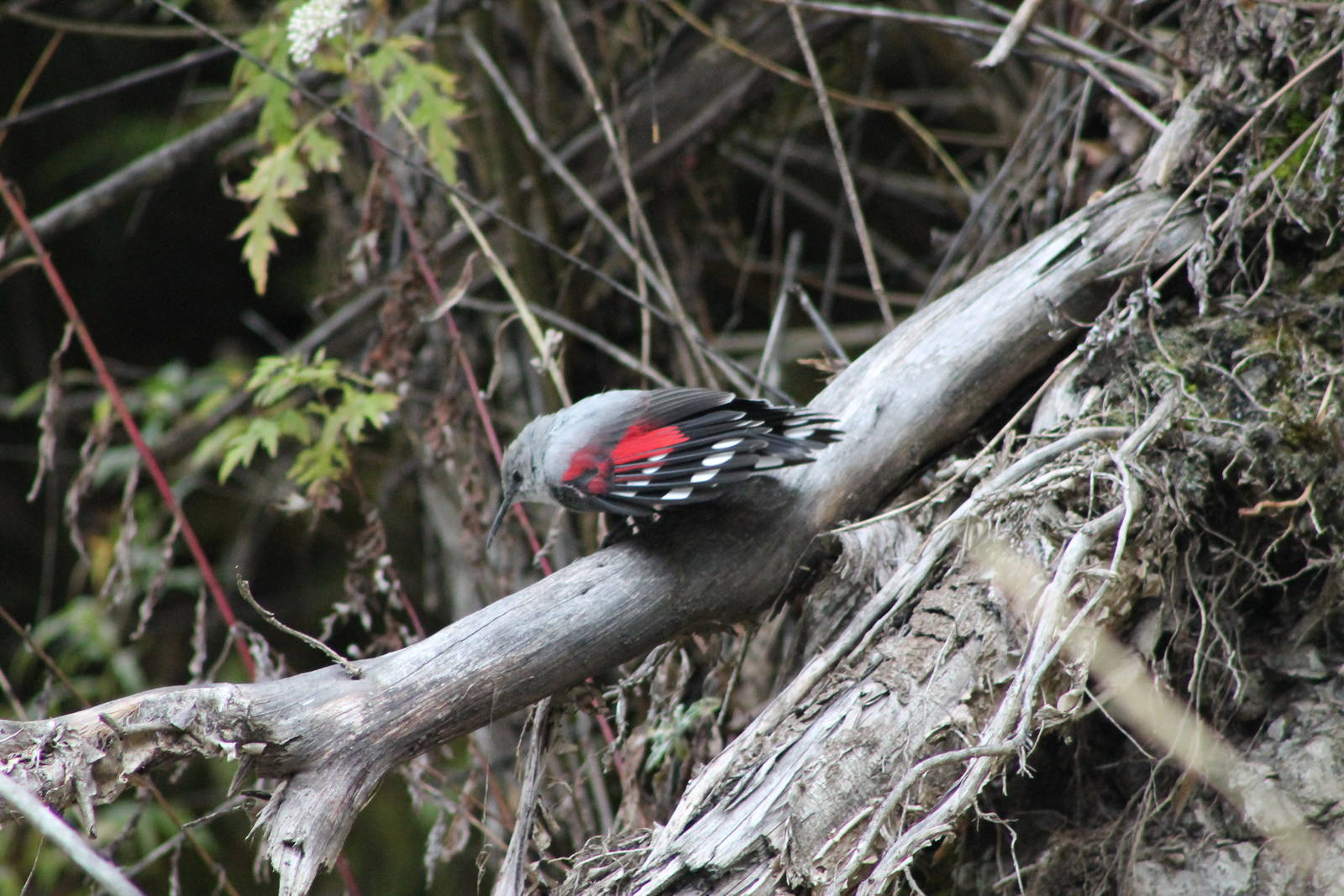 Wallcreeper (Tichodromus muraria)