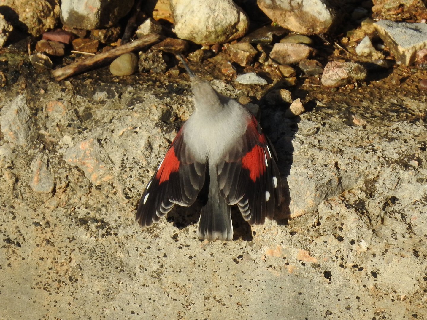 Wallcreeper