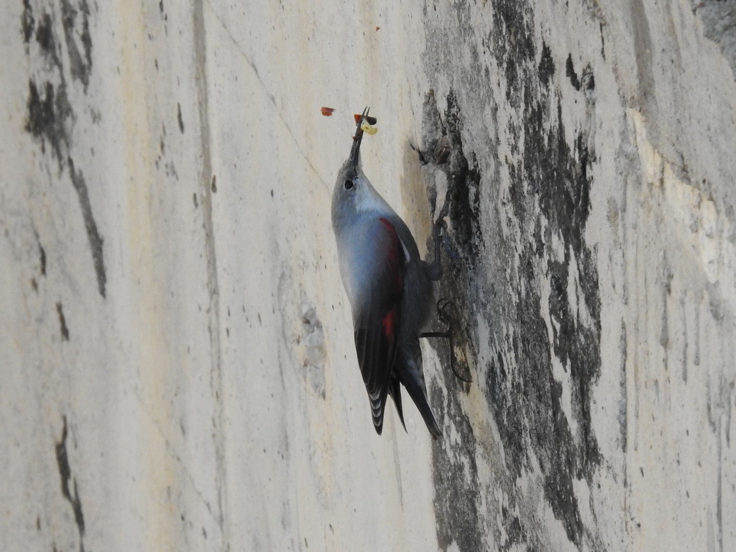 Wallcreeper