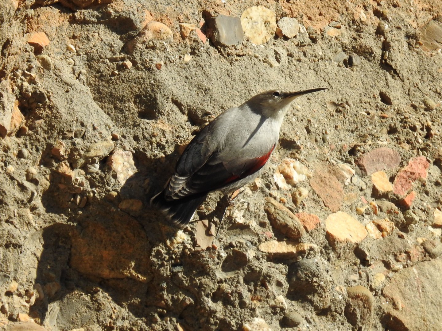 Wallcreeper