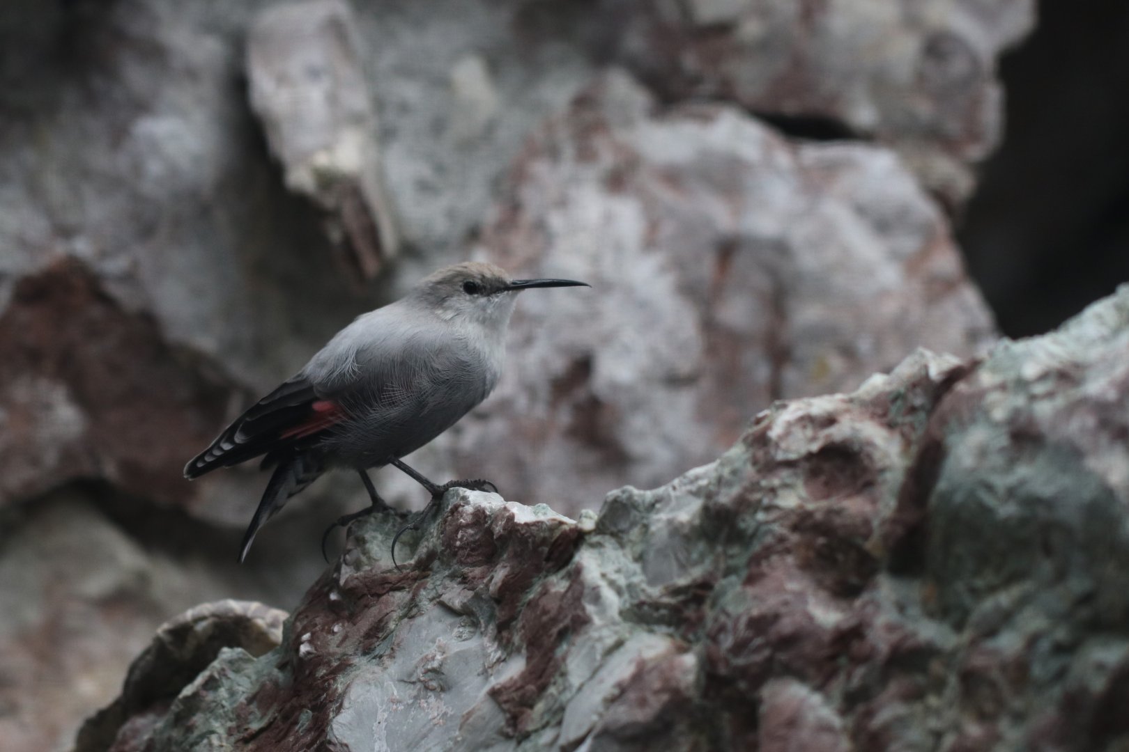 Wallcreeper