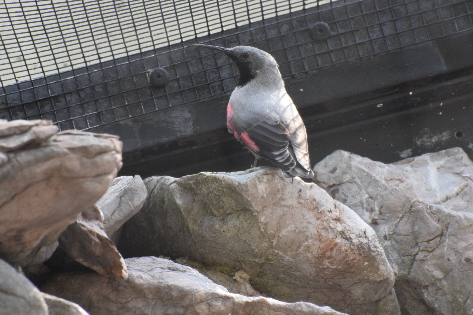 Wallcreeper