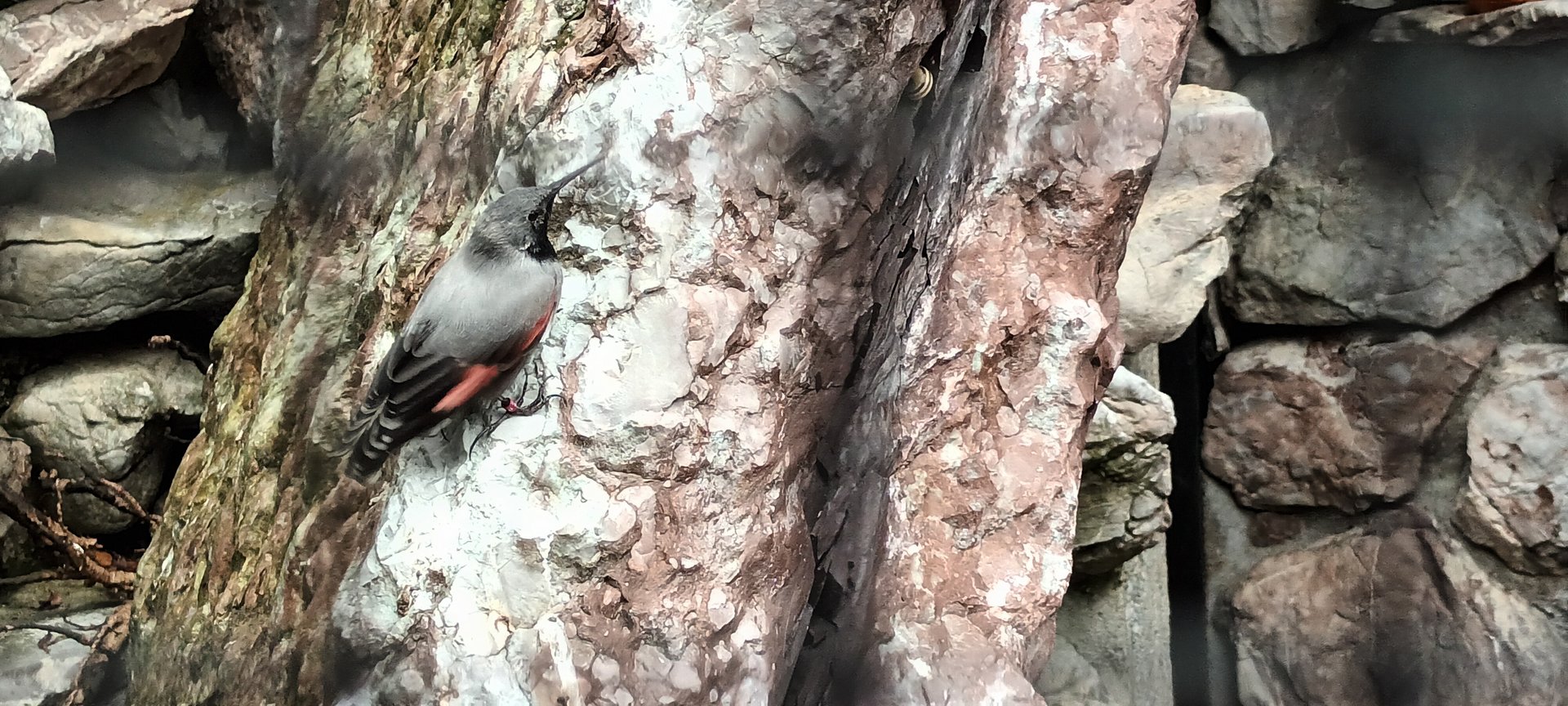 Wallcreeper