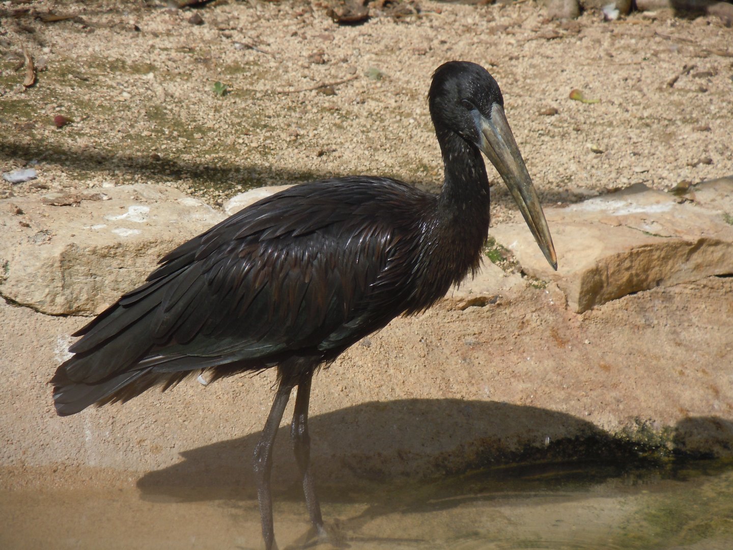 Walled Garden - African openbill 120920