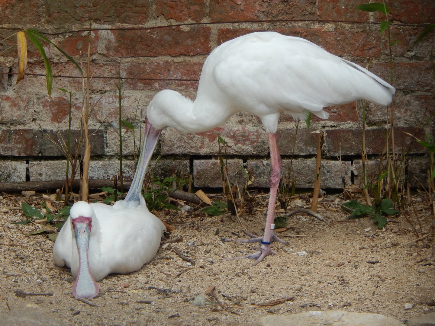 Walled Garden - African spoonbills 310525