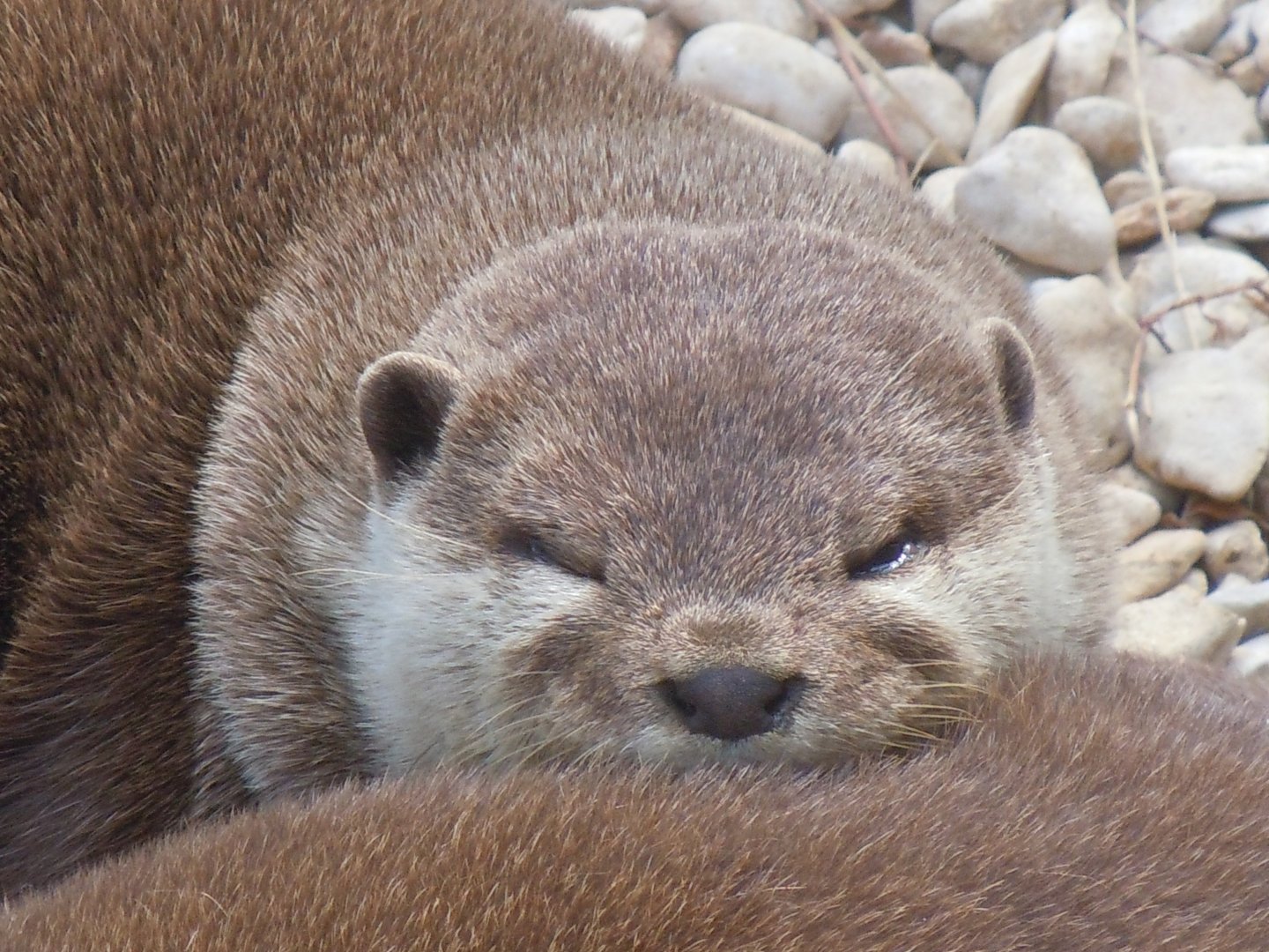 Walled Garden - Asian small-clawed otter 120920