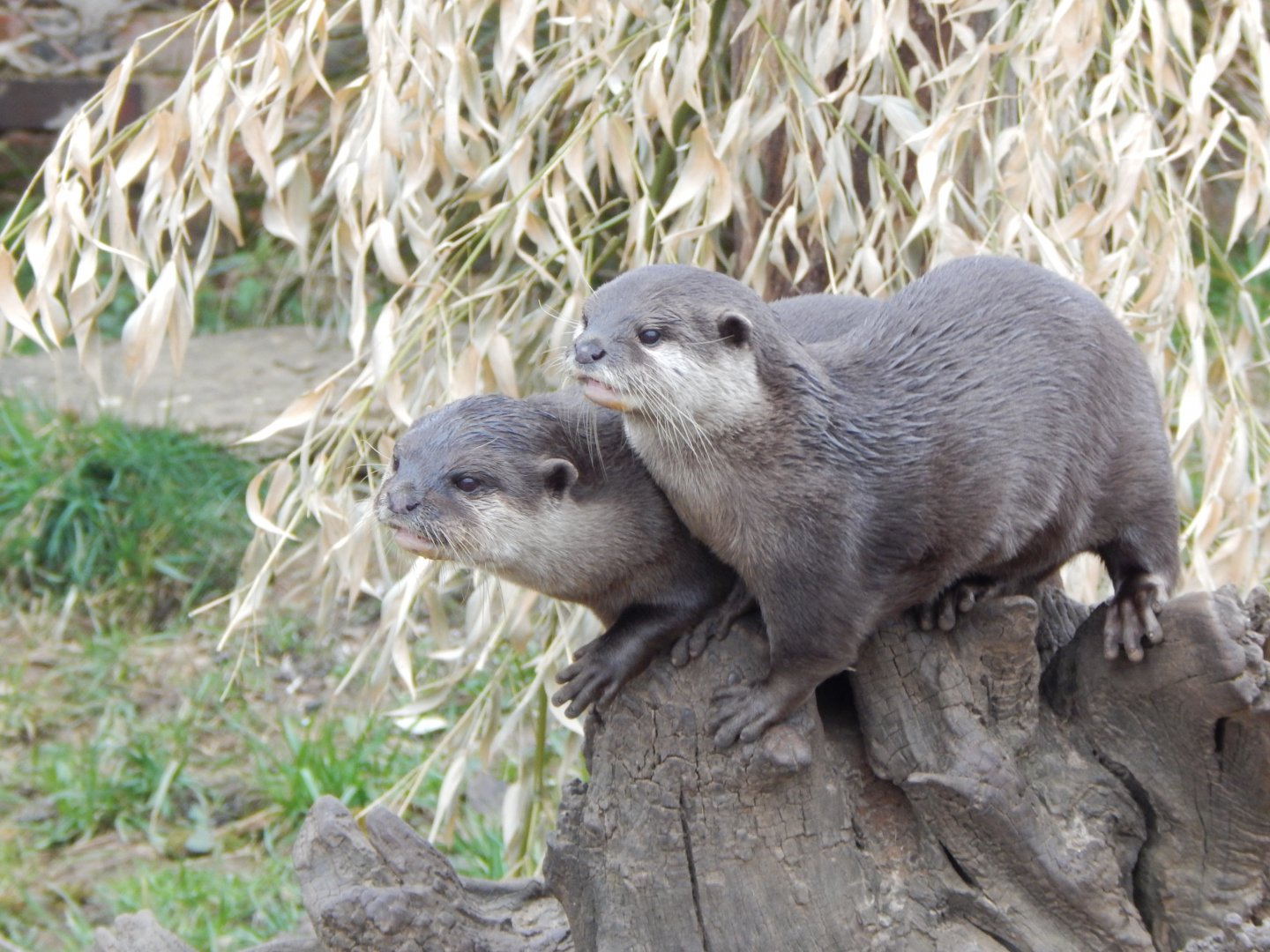 Walled Garden - Asian small-clawed otters 280222