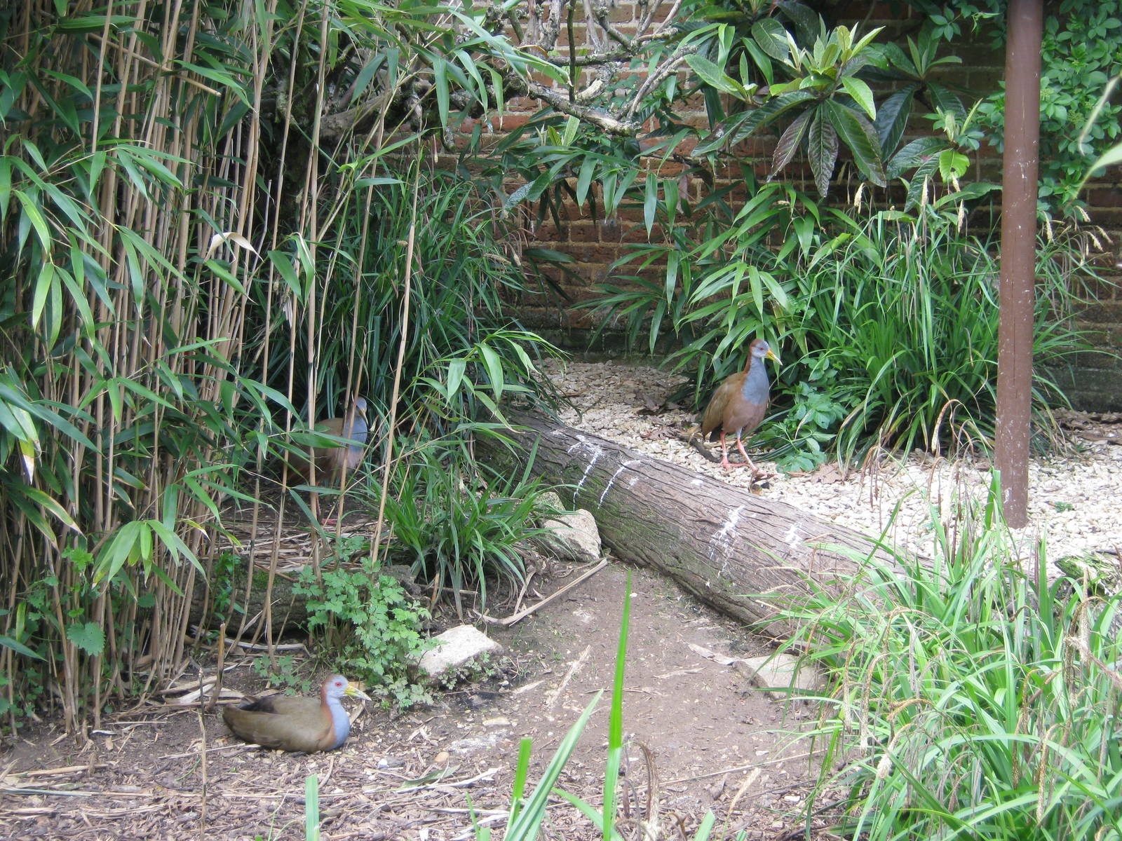 Walled Garden aviary