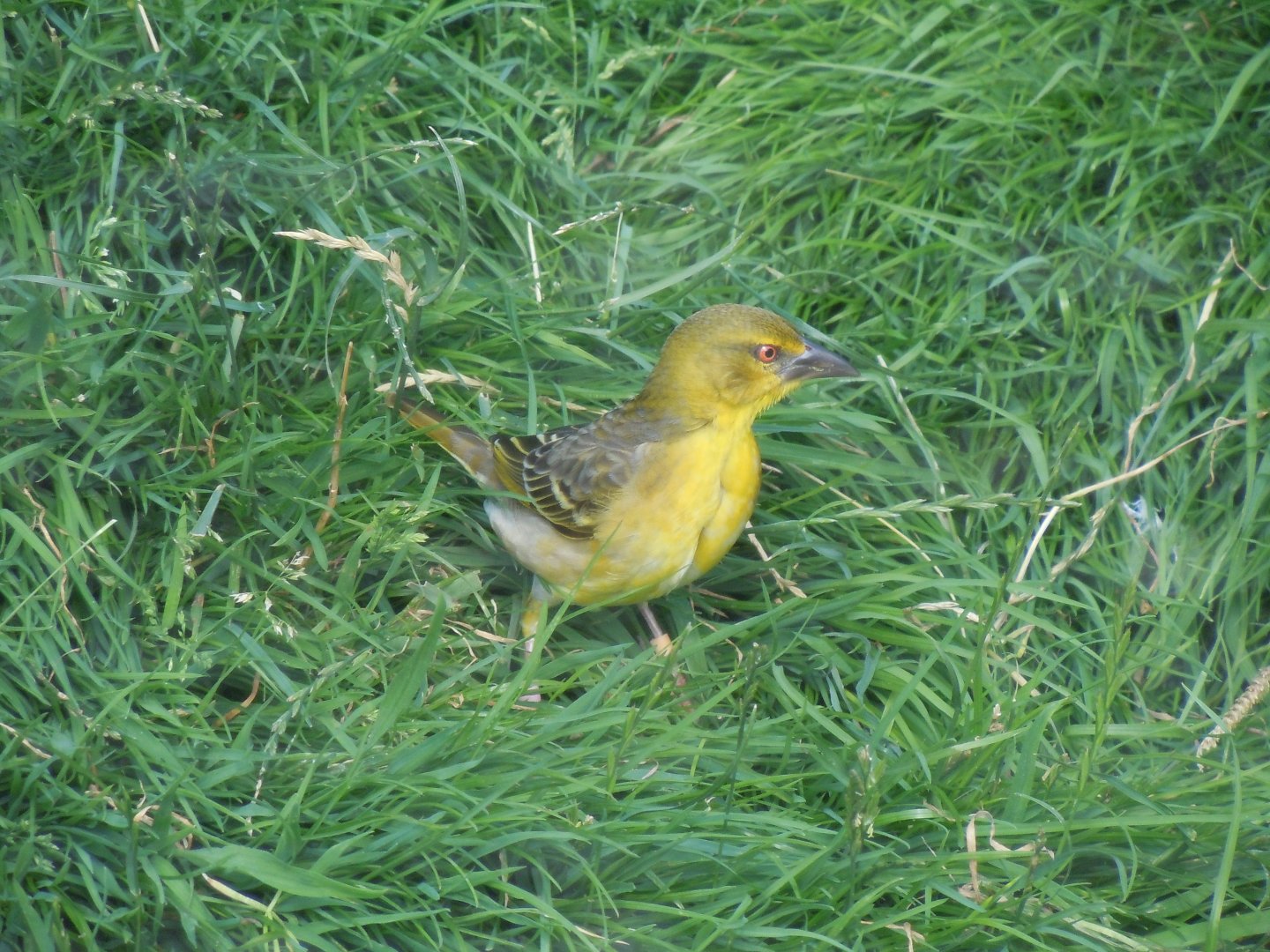 Walled Garden - Black-headed weaver 290620