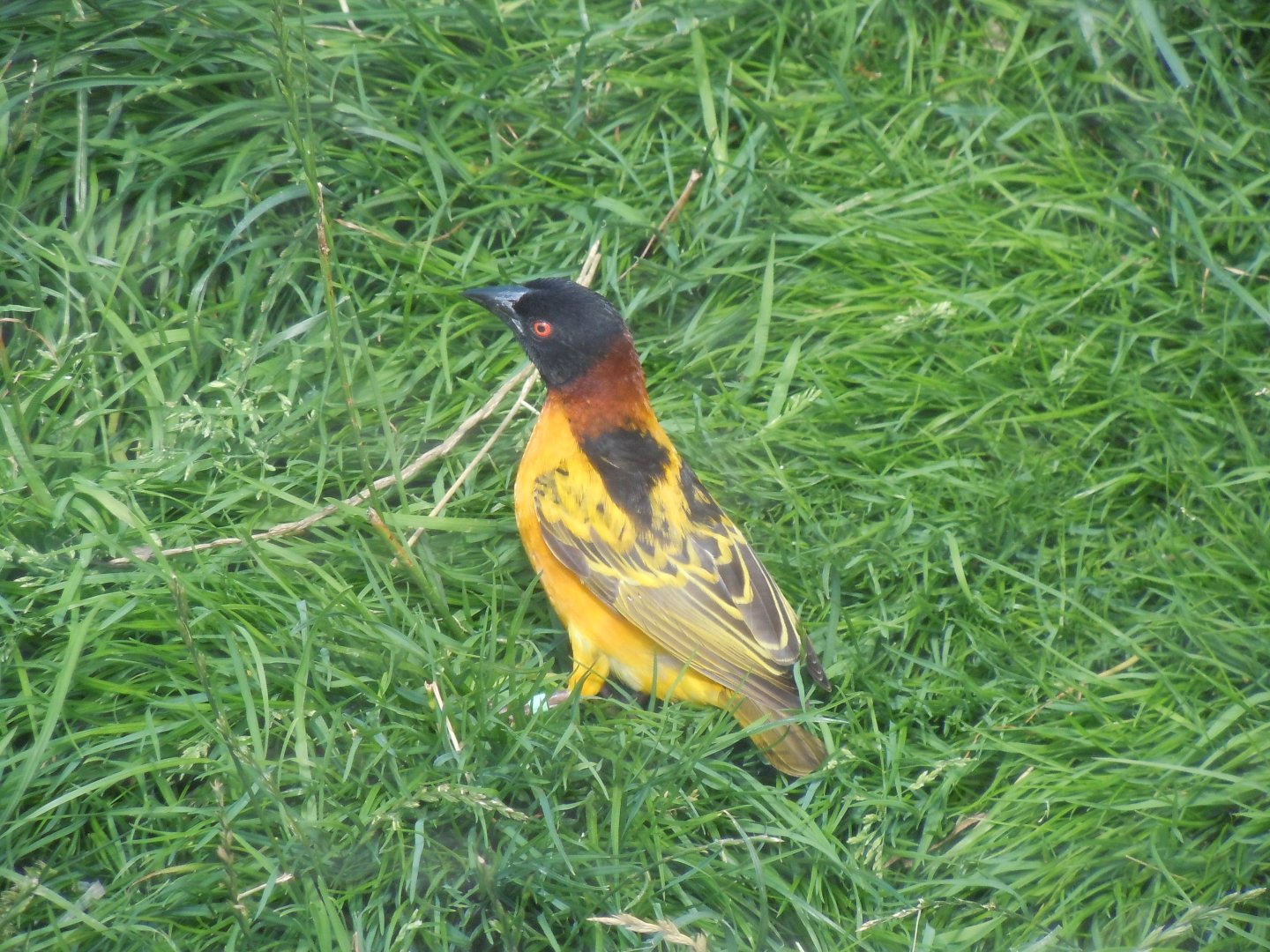 Walled Garden - Black-headed weaver 290620
