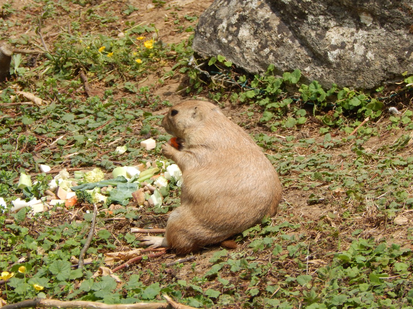 Walled Garden - Black-tailed prairie dog 310525