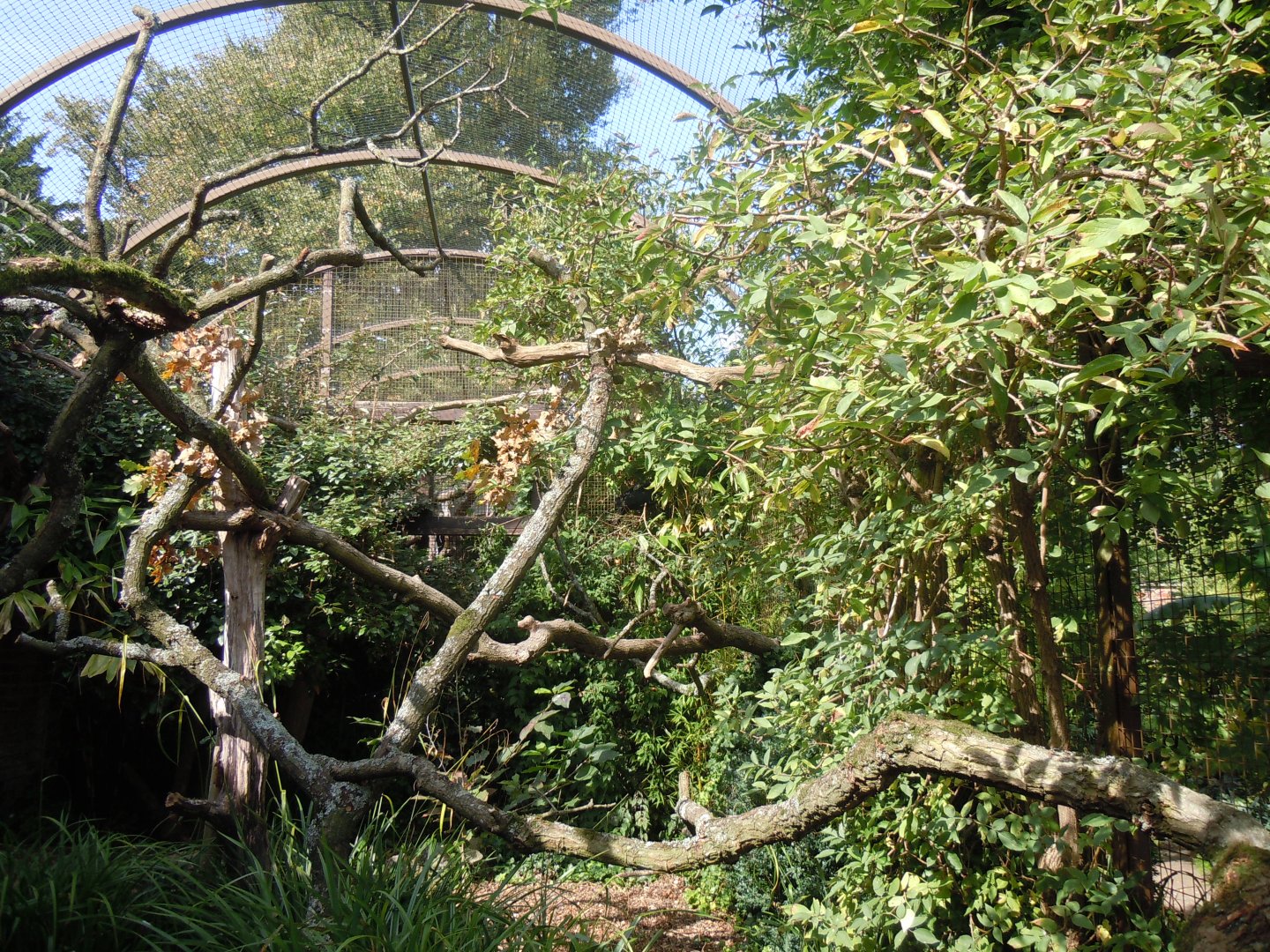 Walled Garden - Blue-throated piping-guan aviary 120920