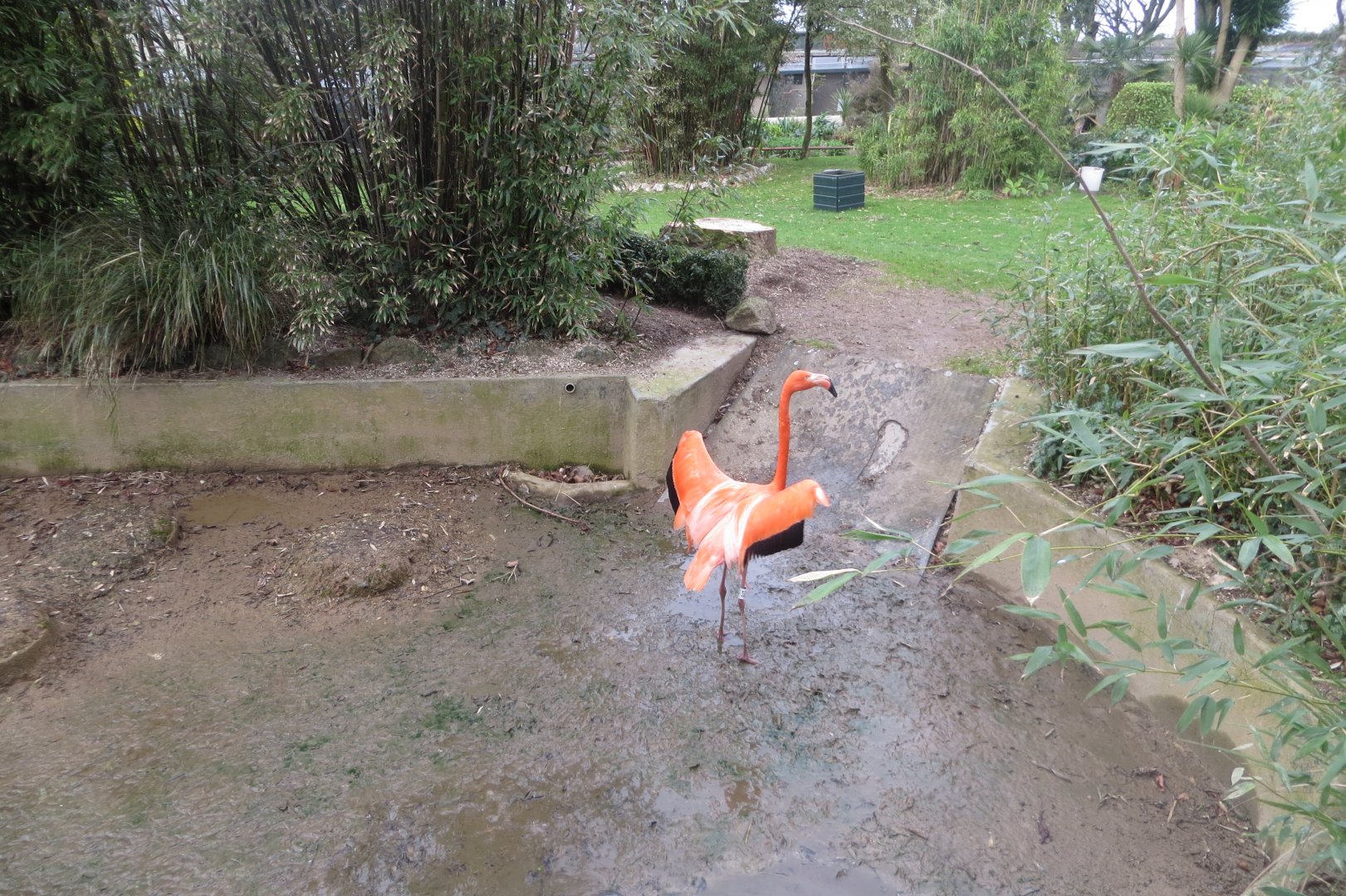 Walled Garden - Caribbean flamingo 190219