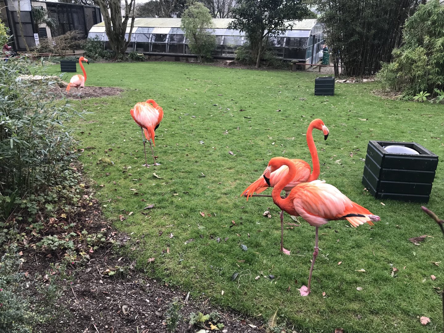 Walled Garden - Caribbean flamingos 190219